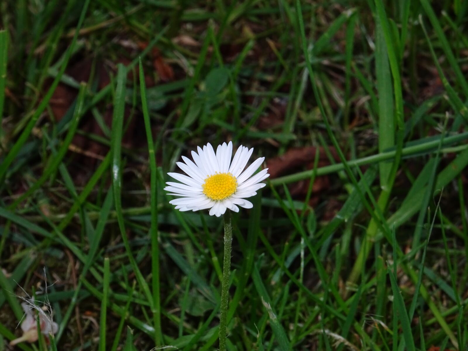 Sony DSC-HX60 sample photo. Daisy, small plant, plant photography