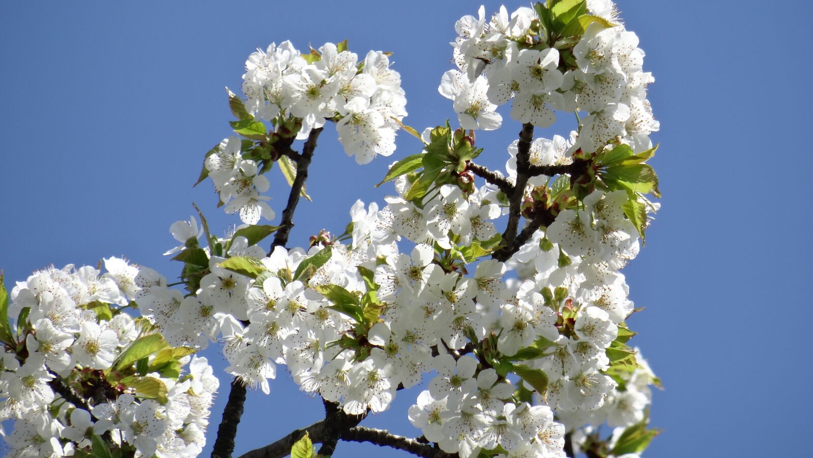 Sony DSC-HX50 sample photo. Flowers, spring, close up photography