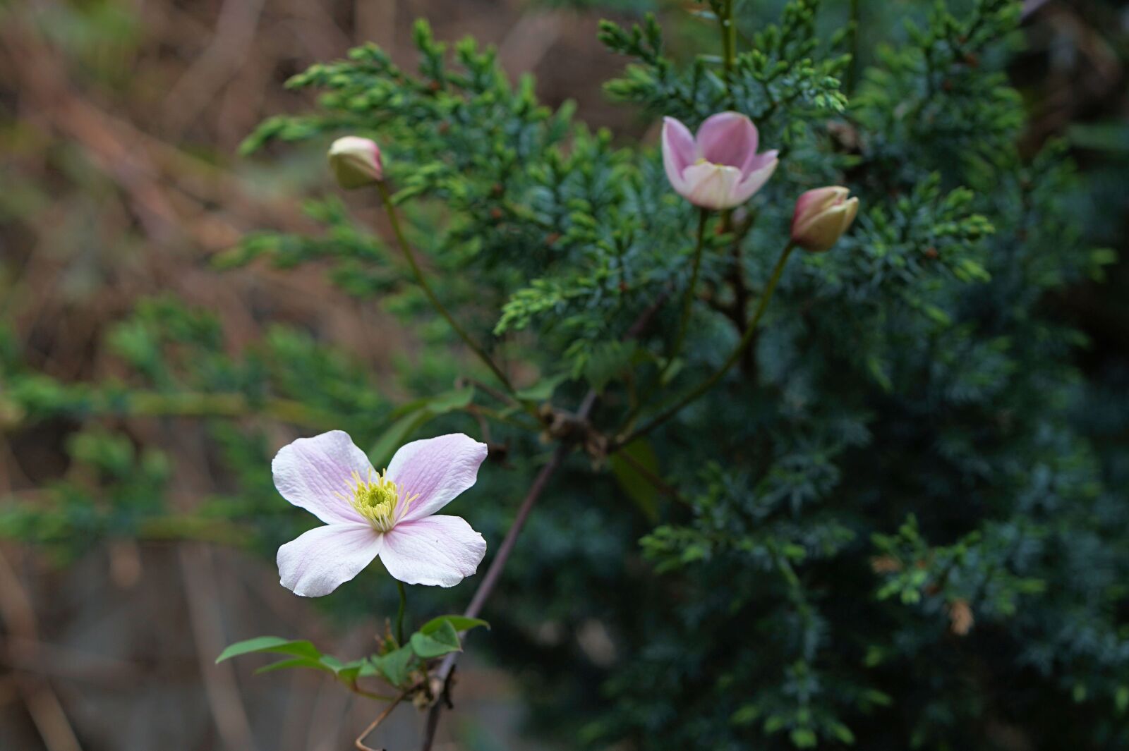 ZEISS Batis 85mm F1.8 sample photo. Blossom, bloom, flower photography