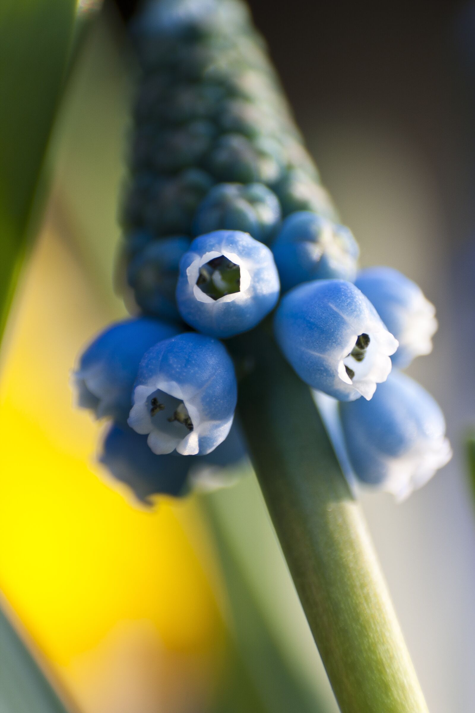 Canon EF-S 18-55mm F3.5-5.6 II sample photo. Muscari, flower, blossom photography