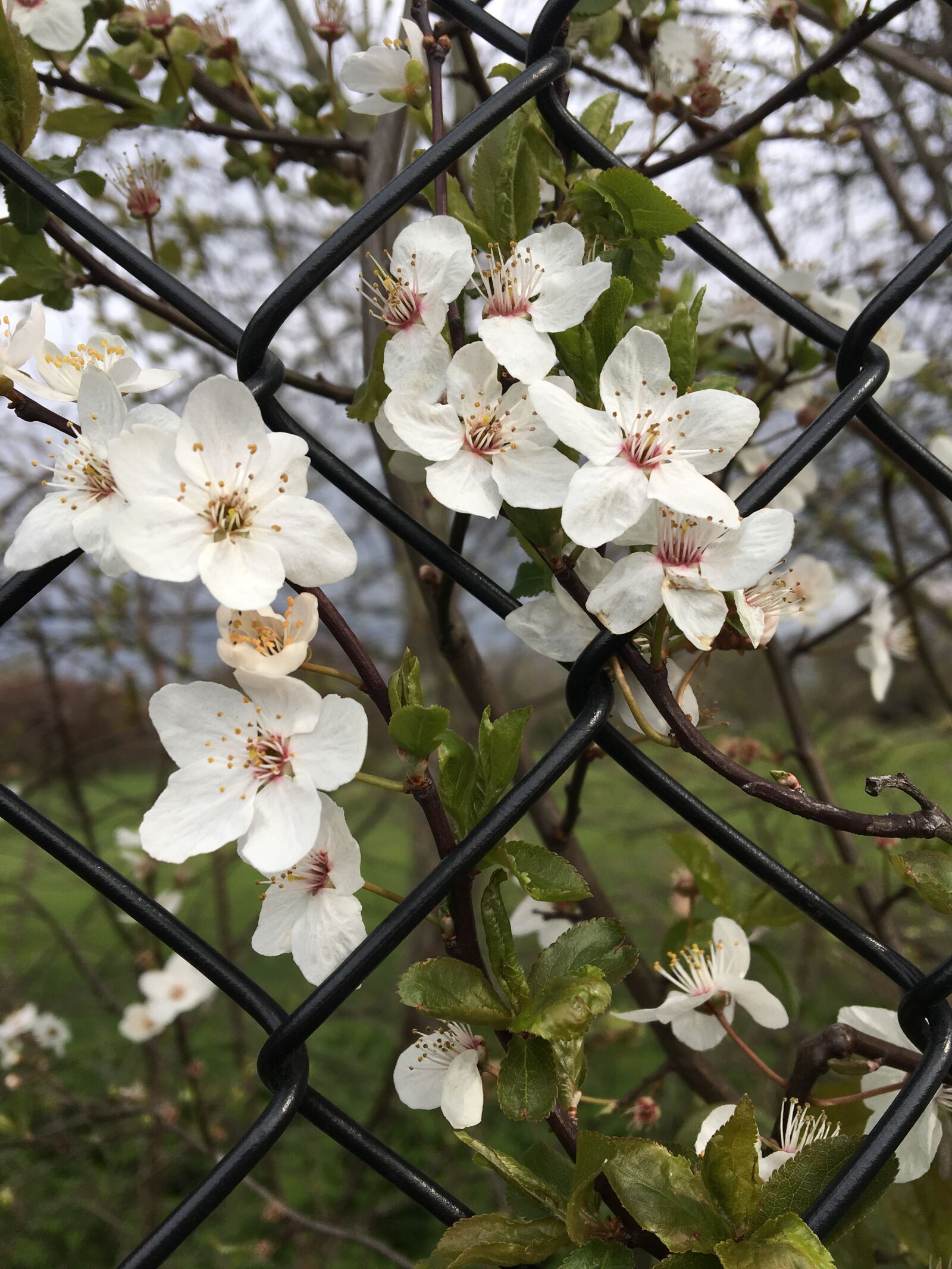 Apple iPhone 6s sample photo. Flower, branch, flora photography