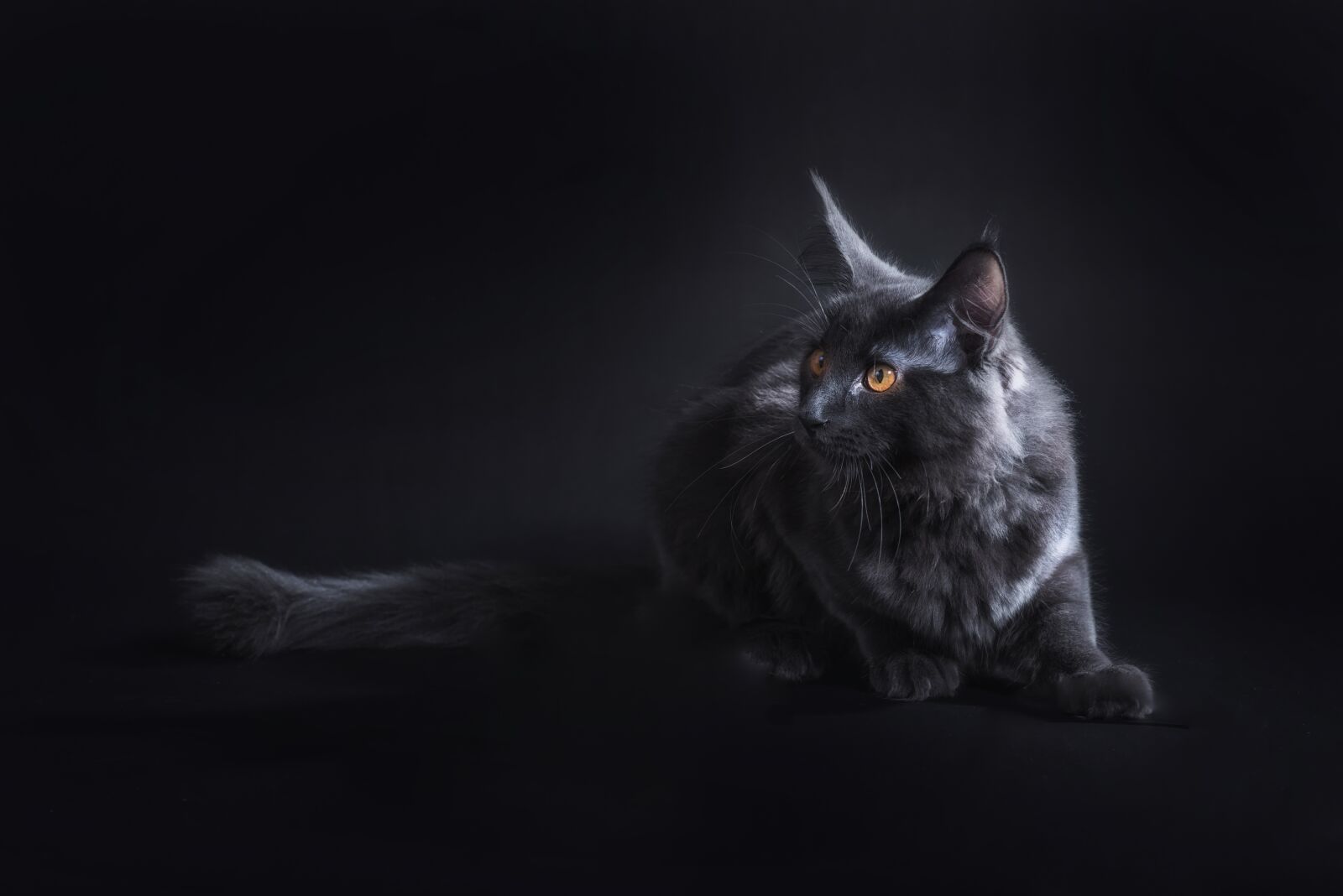 Nikon D750 sample photo. Cat, black, pet photography