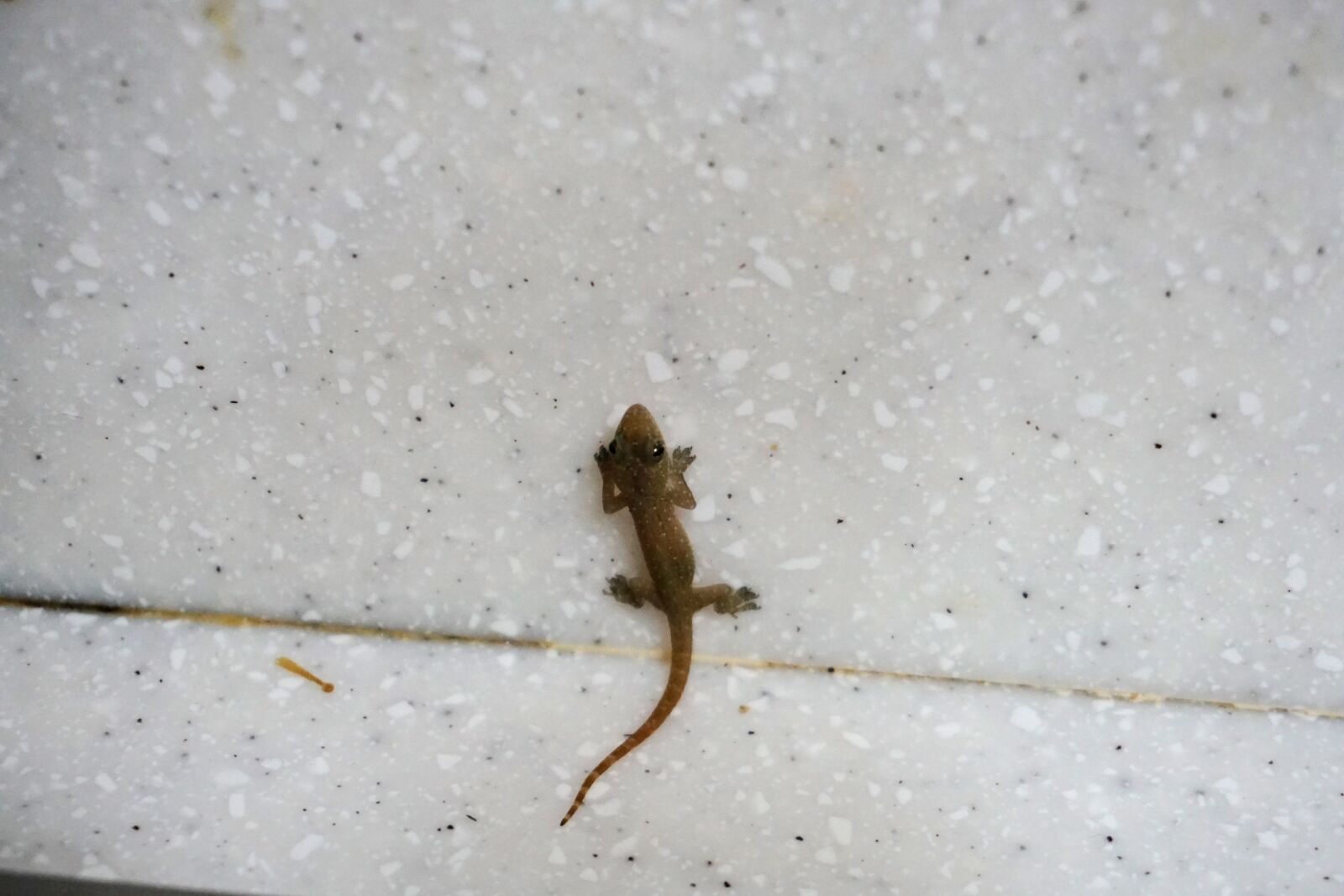Sony a6000 sample photo. Lizard, reptile, animal photography