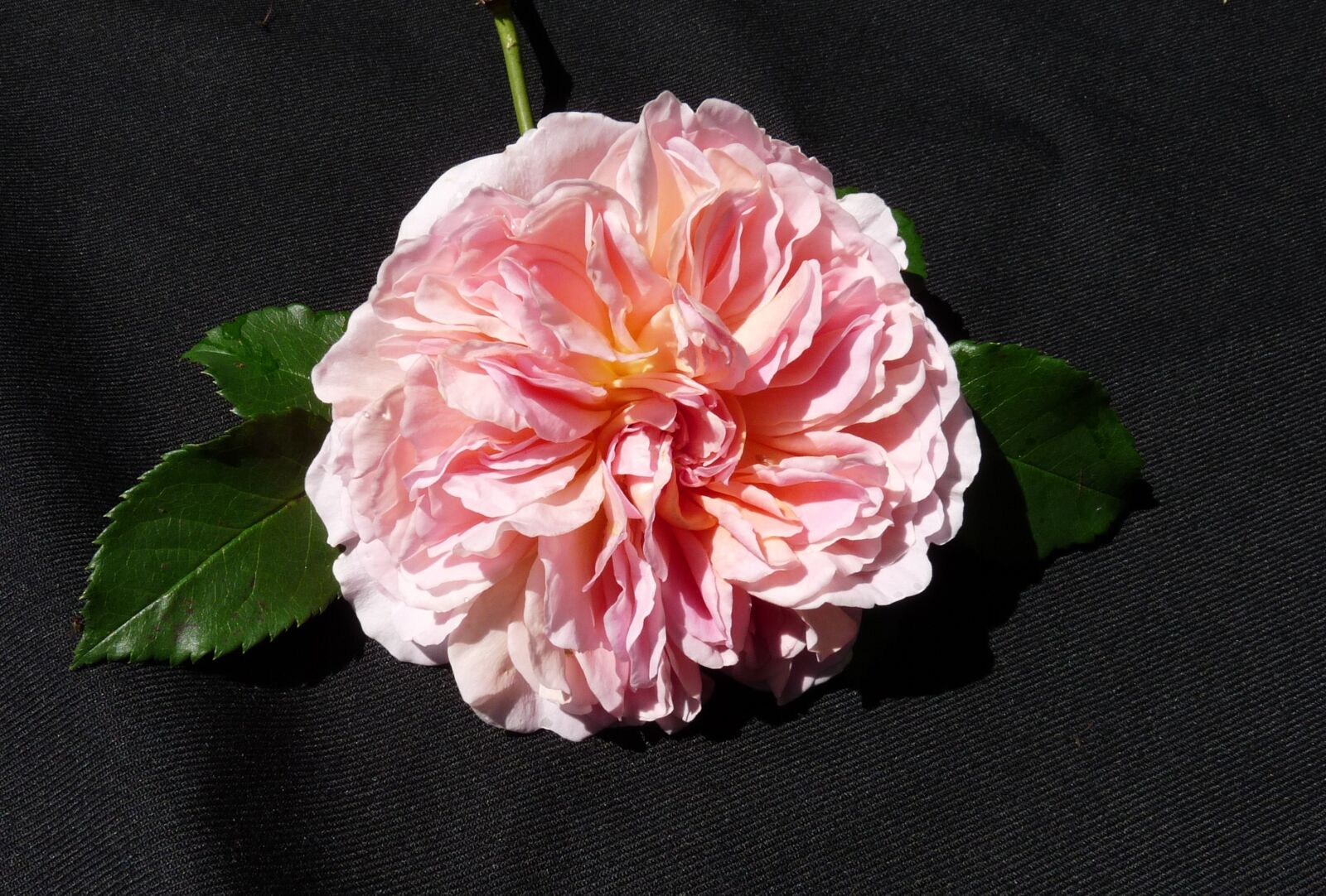 Panasonic Lumix DMC-FZ28 sample photo. Rose, pink, david austin photography