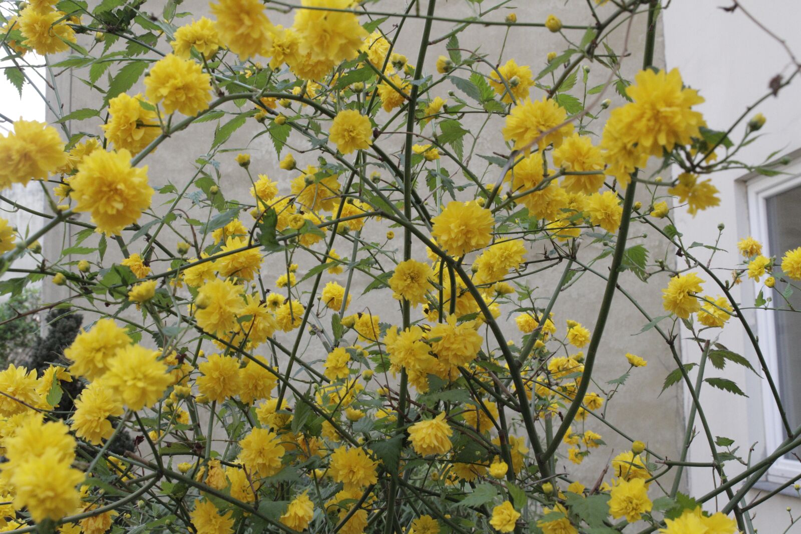 Canon EOS 7D sample photo. Flowers, bush, hof photography