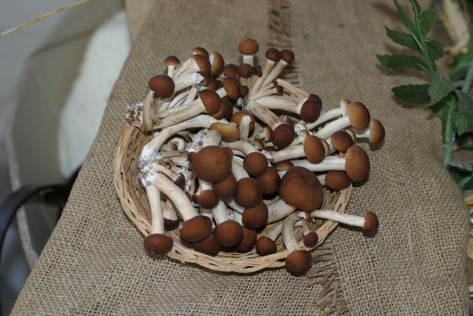 Canon EOS 10D sample photo. Kitchen table, mushroom, fungus photography