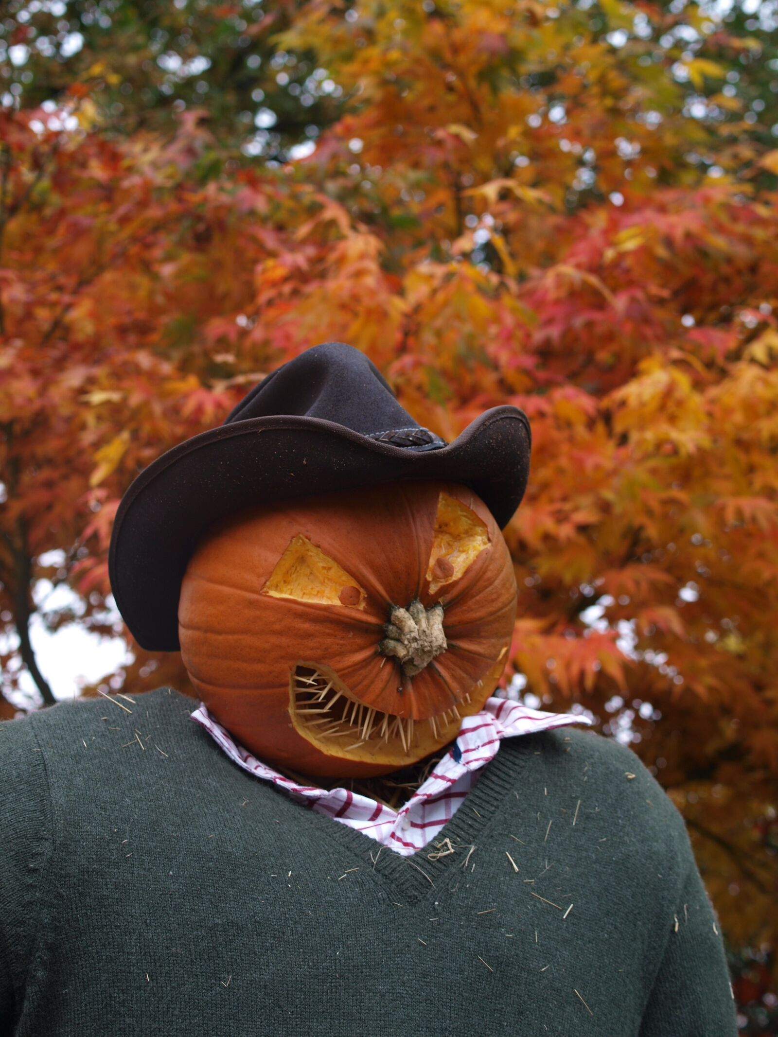 Olympus E-520 (EVOLT E-520) sample photo. Scarecrow, pumpkin, halloween photography