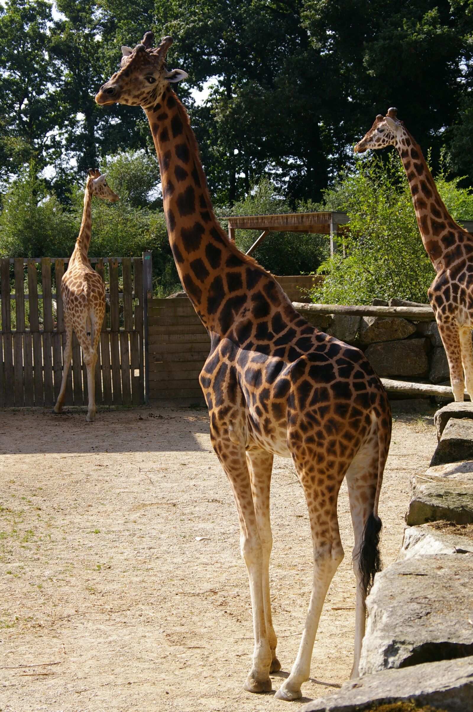 Pentax K110D sample photo. Zoo, animals, giraffe photography