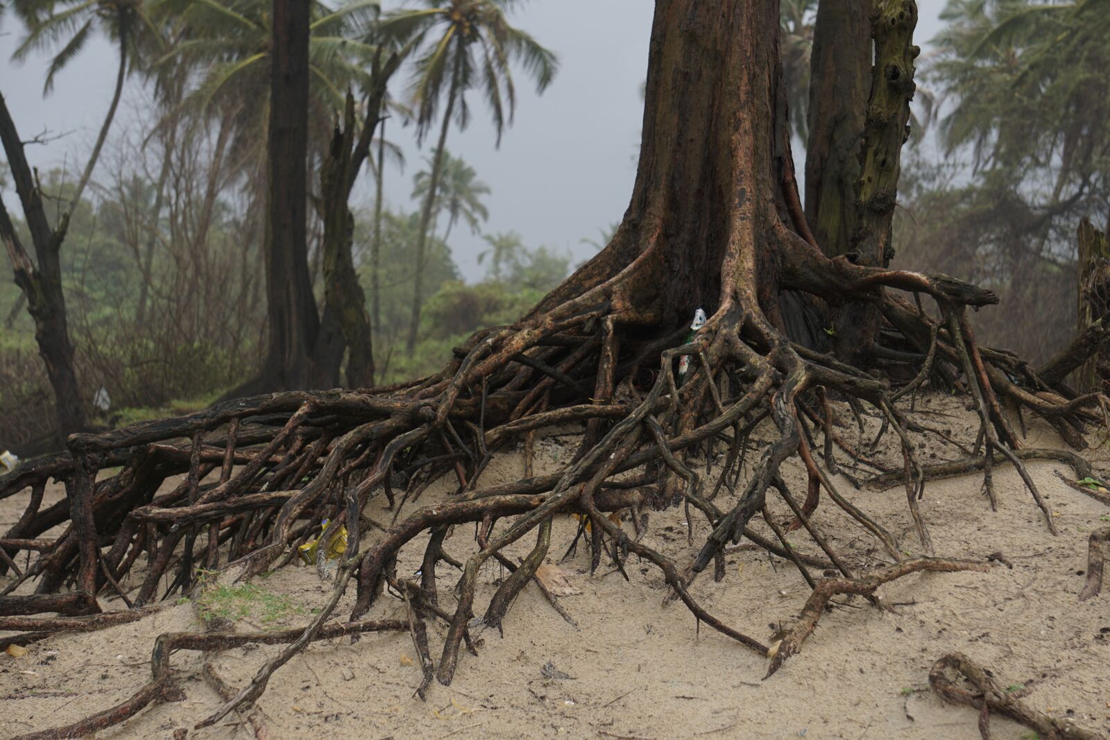 Sony a6000 sample photo. Beach, forest, trees photography