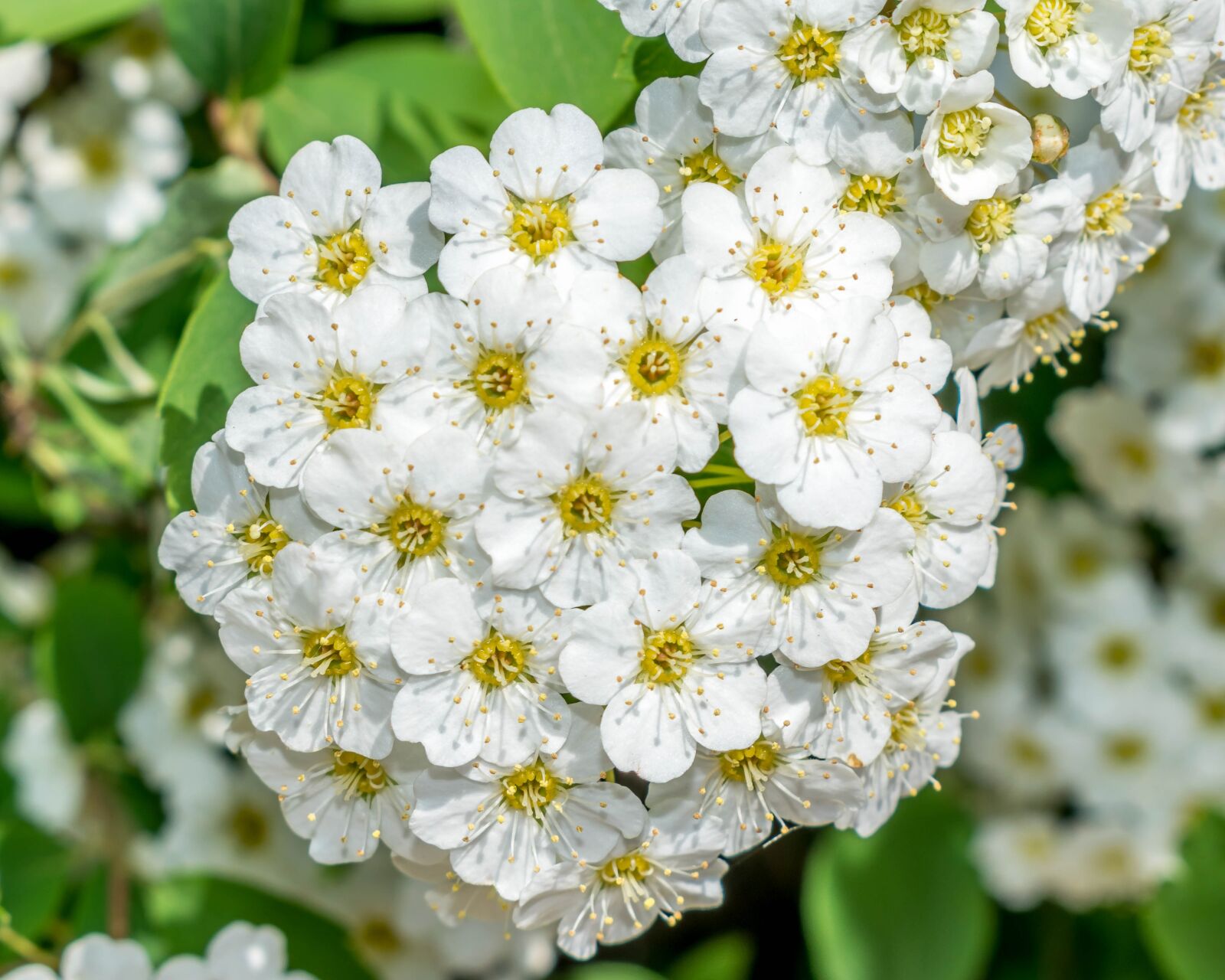 Nikon D5300 sample photo. Blossom, bloom, white photography