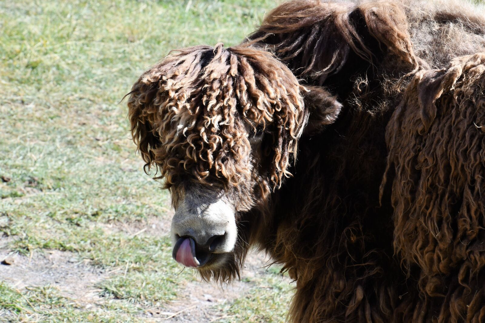 Nikon D7500 sample photo. Yak, mongolia, cow photography