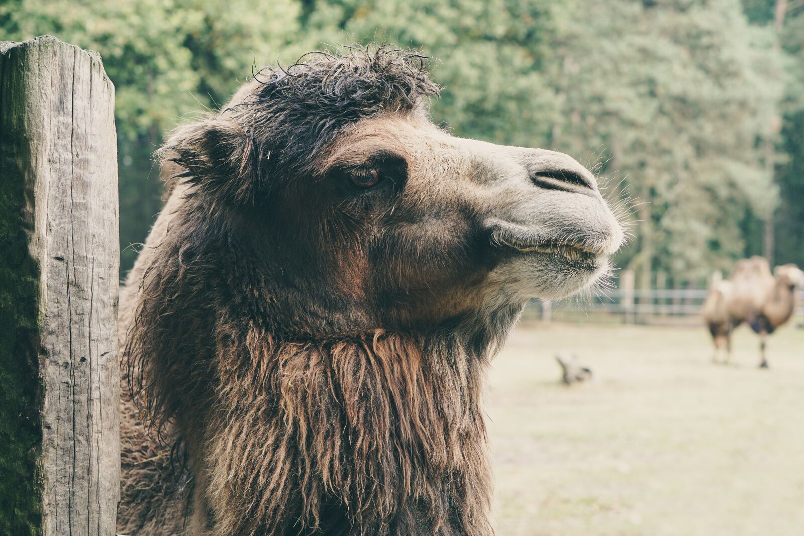 E 50mm F1.8 OSS sample photo. Camel, captivity, wood photography
