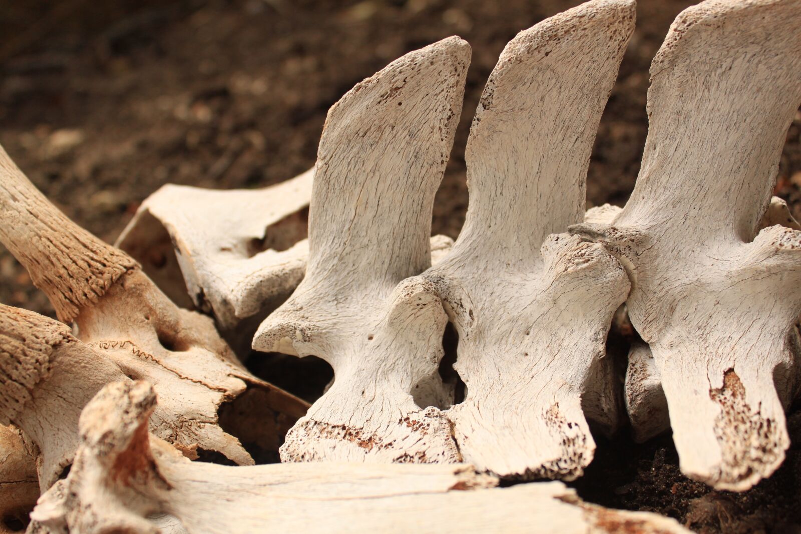 Canon EOS 500D (EOS Rebel T1i / EOS Kiss X3) sample photo. Bones, white, skeleton photography