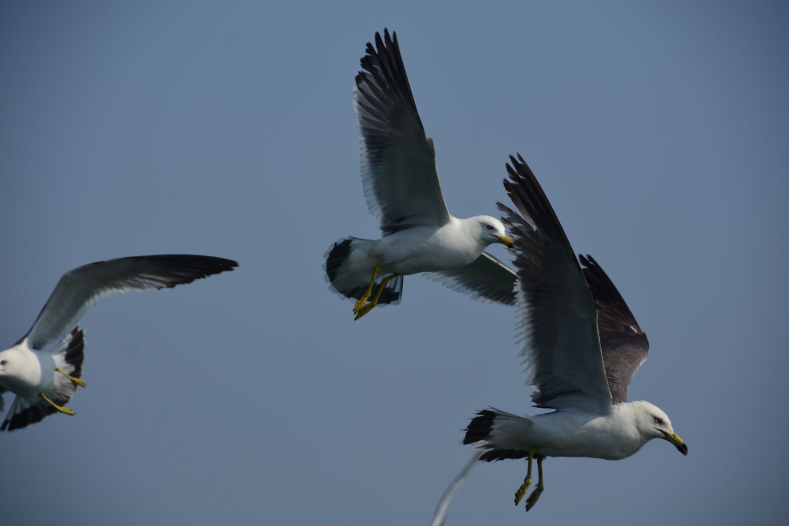 Nikon D7200 sample photo. Seagull, emergency, flight photography