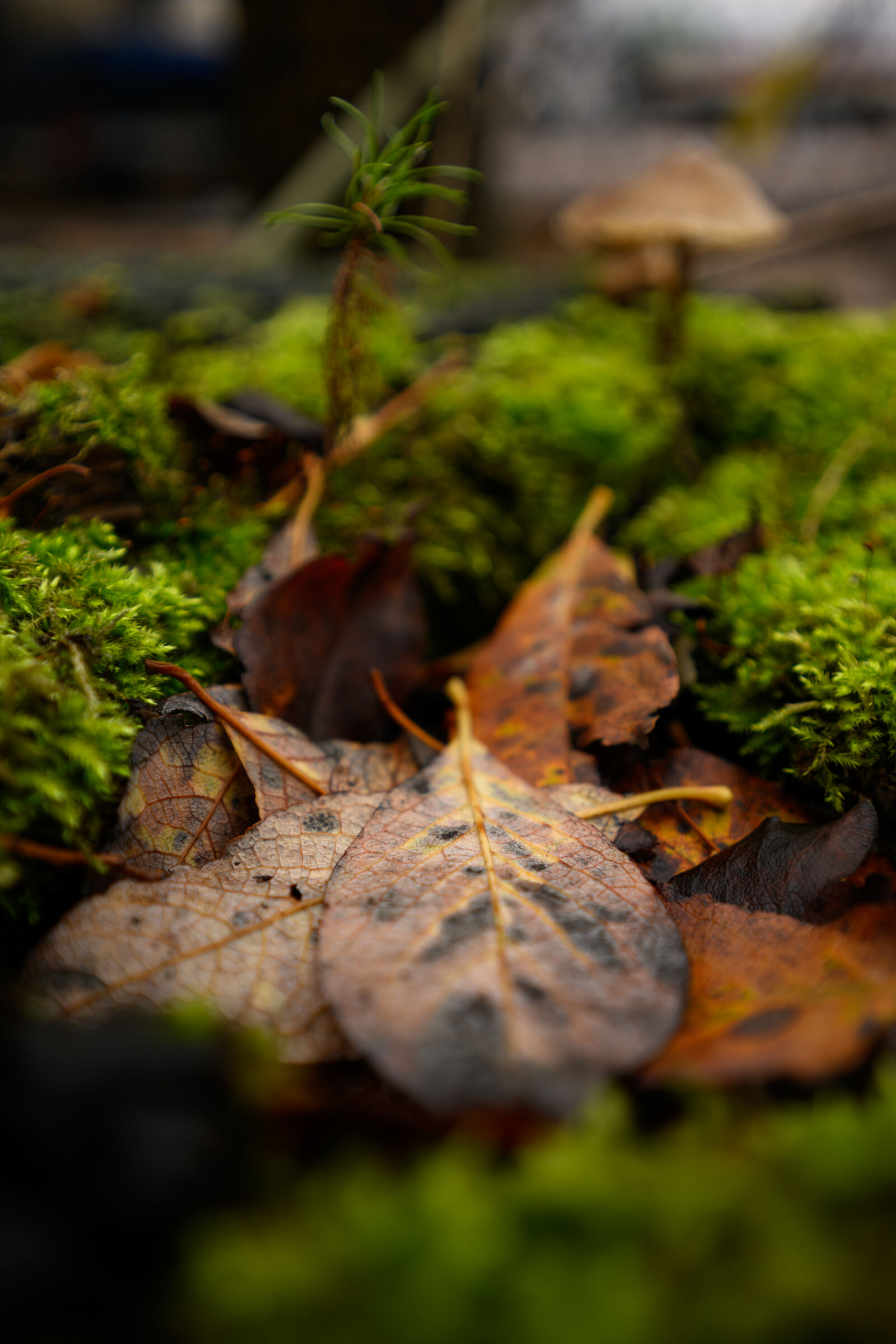 Nikon Z9 sample photo. Autumn forest photography
