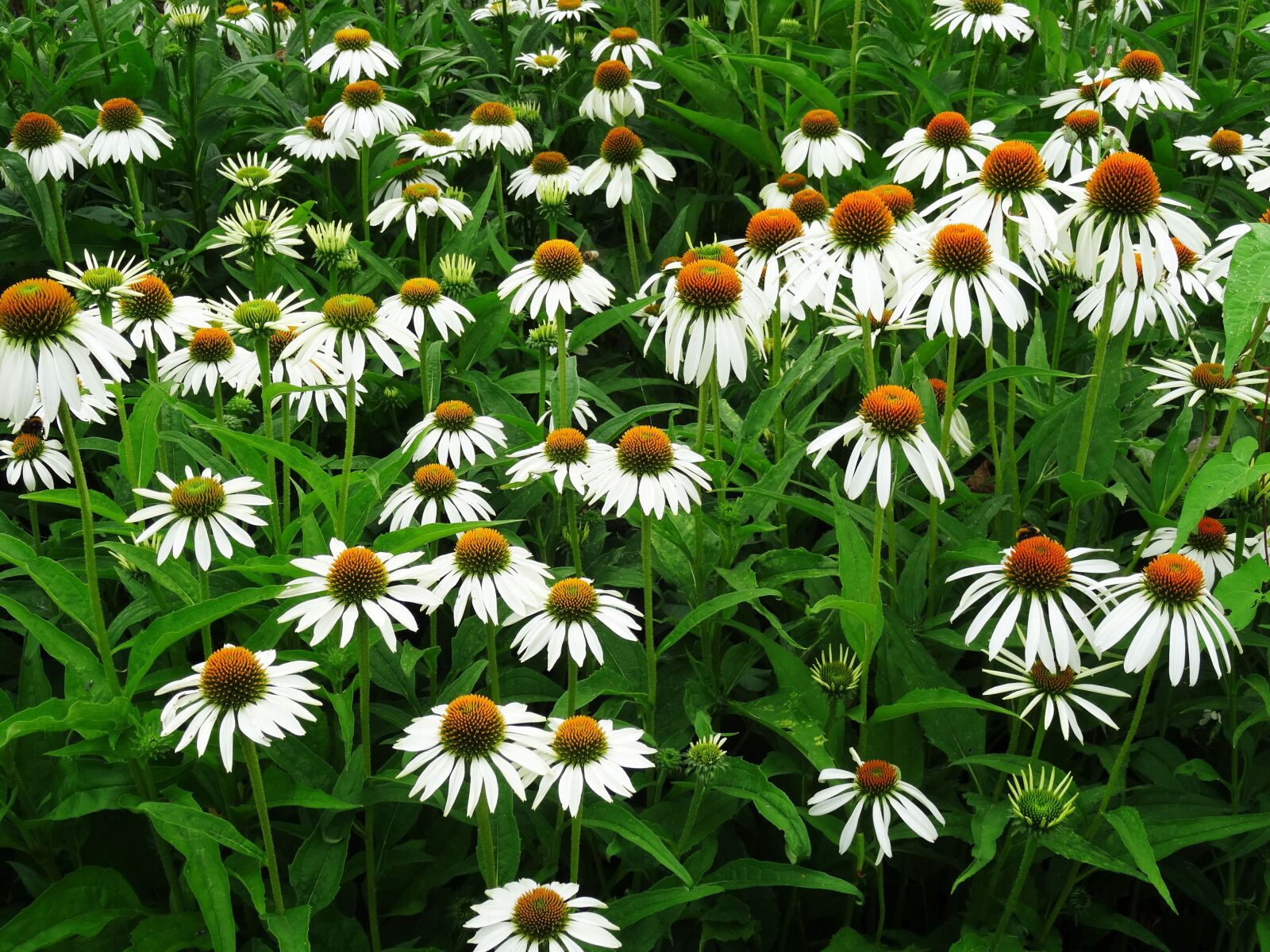 Sony DSC-HX50 sample photo. Coneflower, echinacea, flowers photography