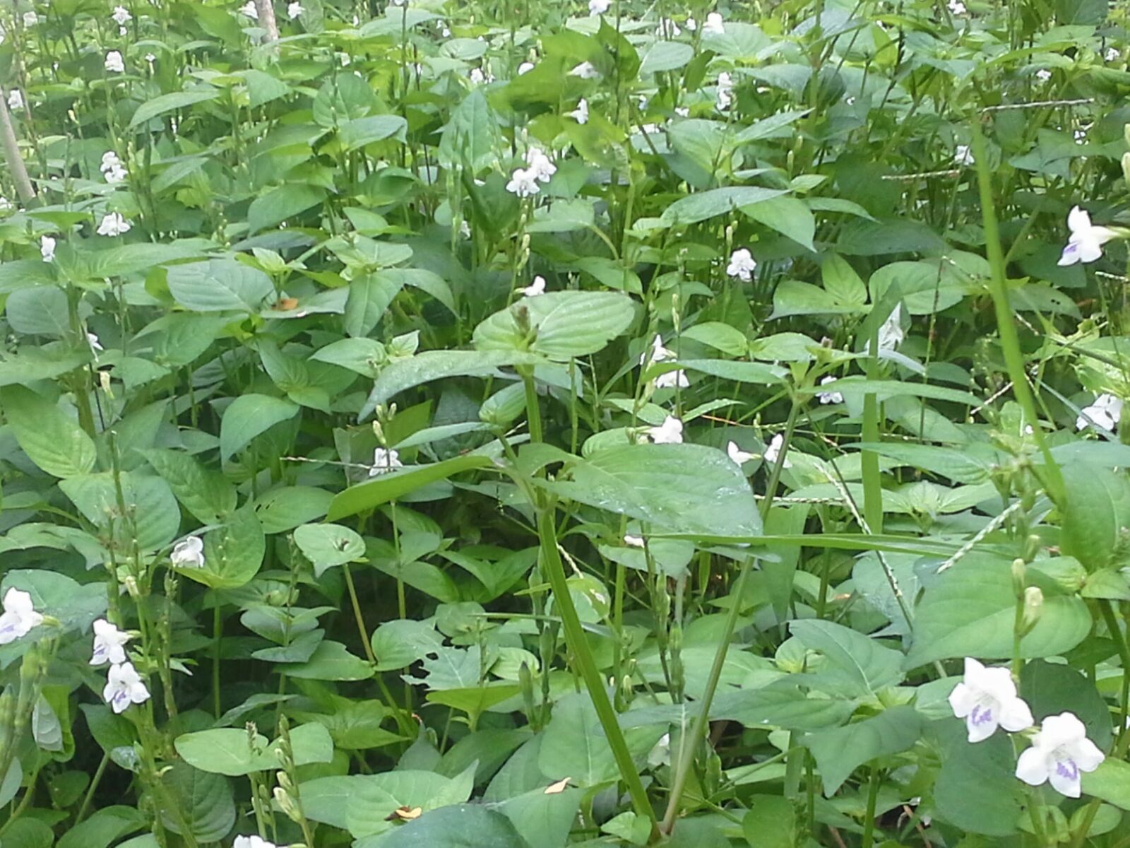 Samsung Galaxy Note 10.1 sample photo