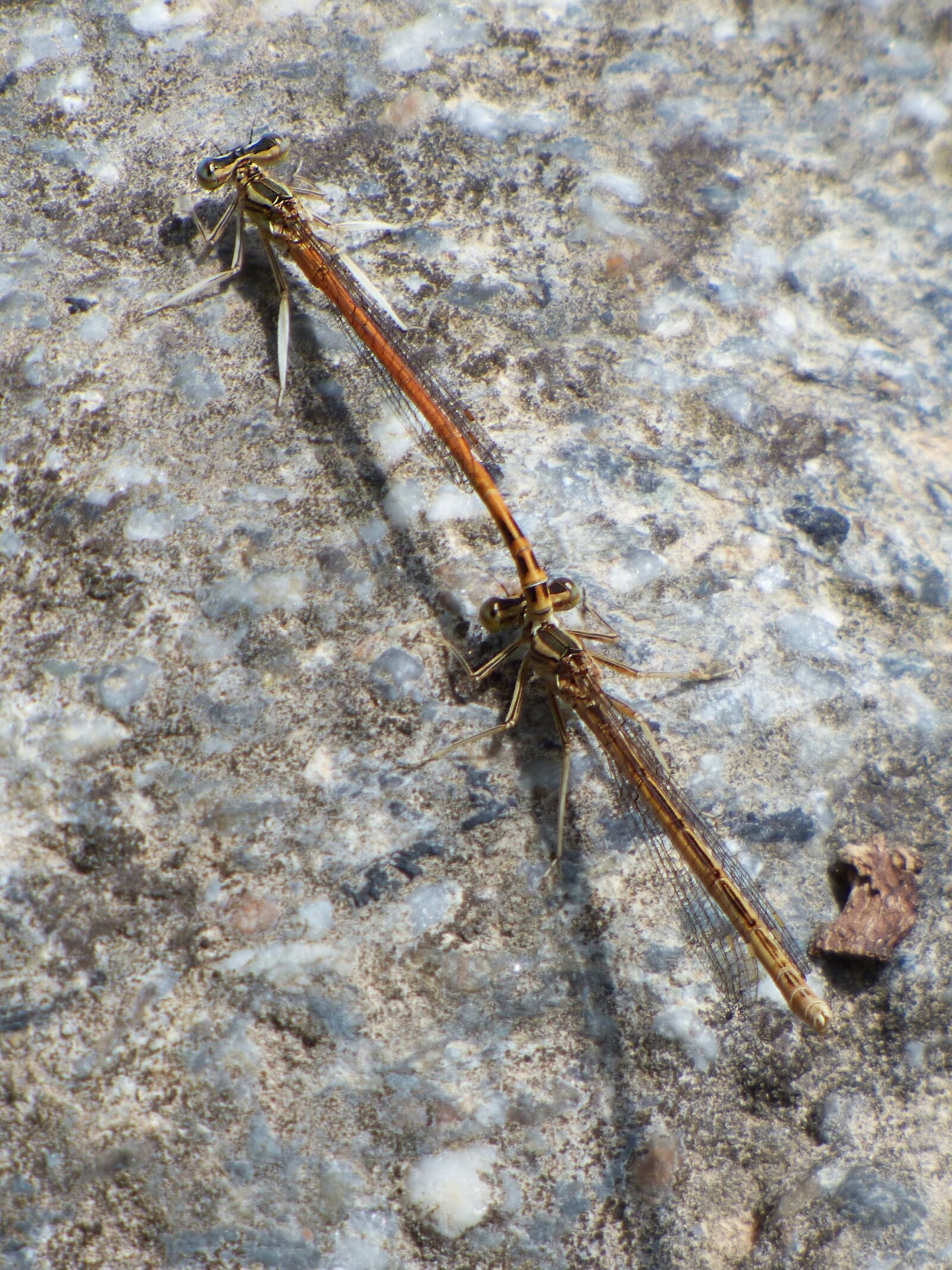 Panasonic Lumix DMC-FZ70 sample photo. Platycnemis latipes, dragonfly, damselfly photography