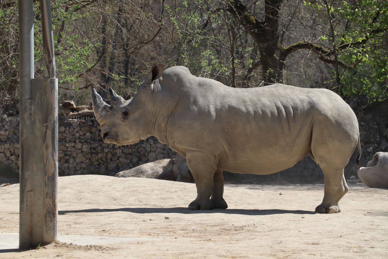 Canon EOS M50 (EOS Kiss M) sample photo. Rhino, animal world, animal photography