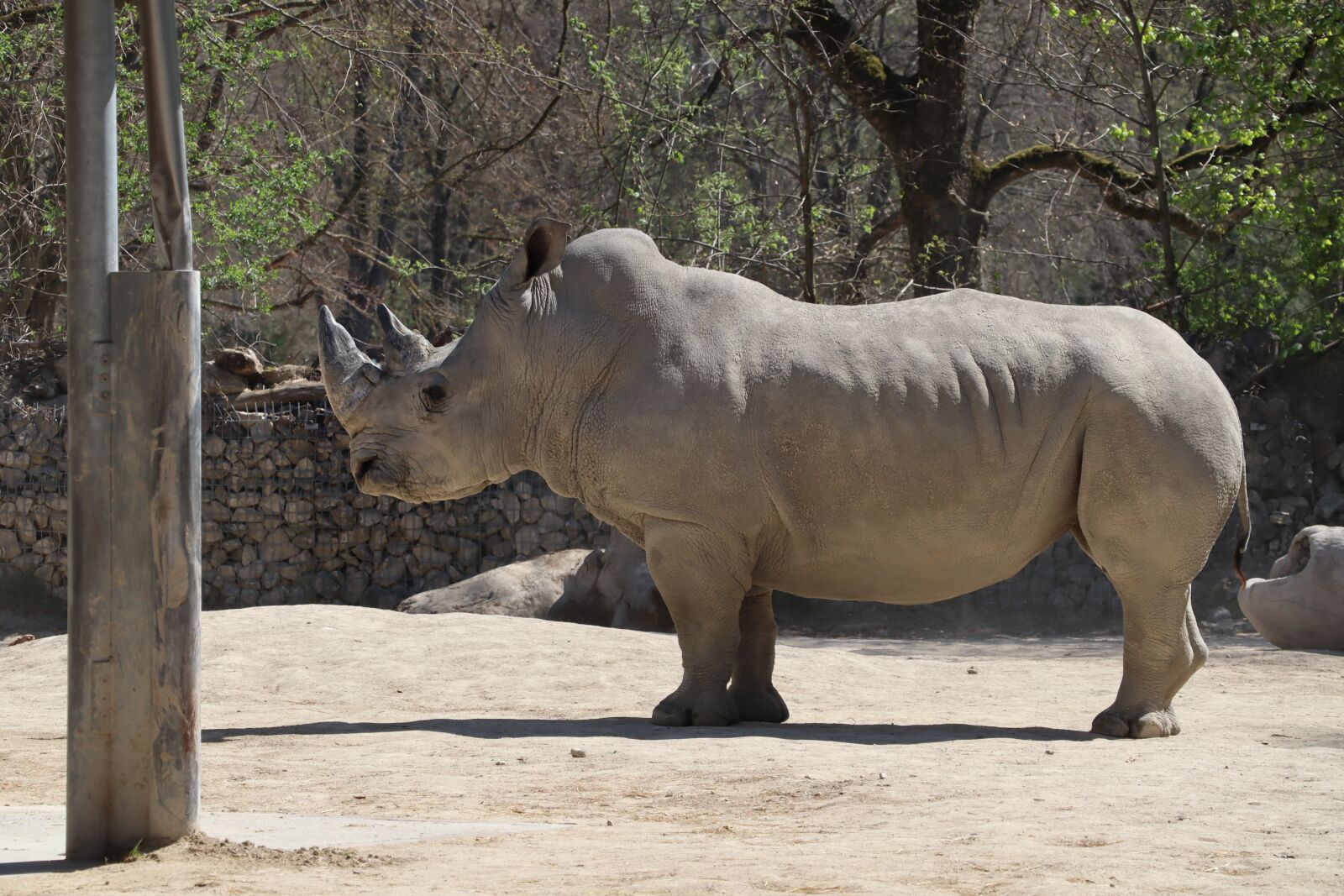 Canon EOS M50 (EOS Kiss M) + Canon EF-M 18-150mm F3.5-6.3 IS STM sample photo. Rhino, animal world, animal photography