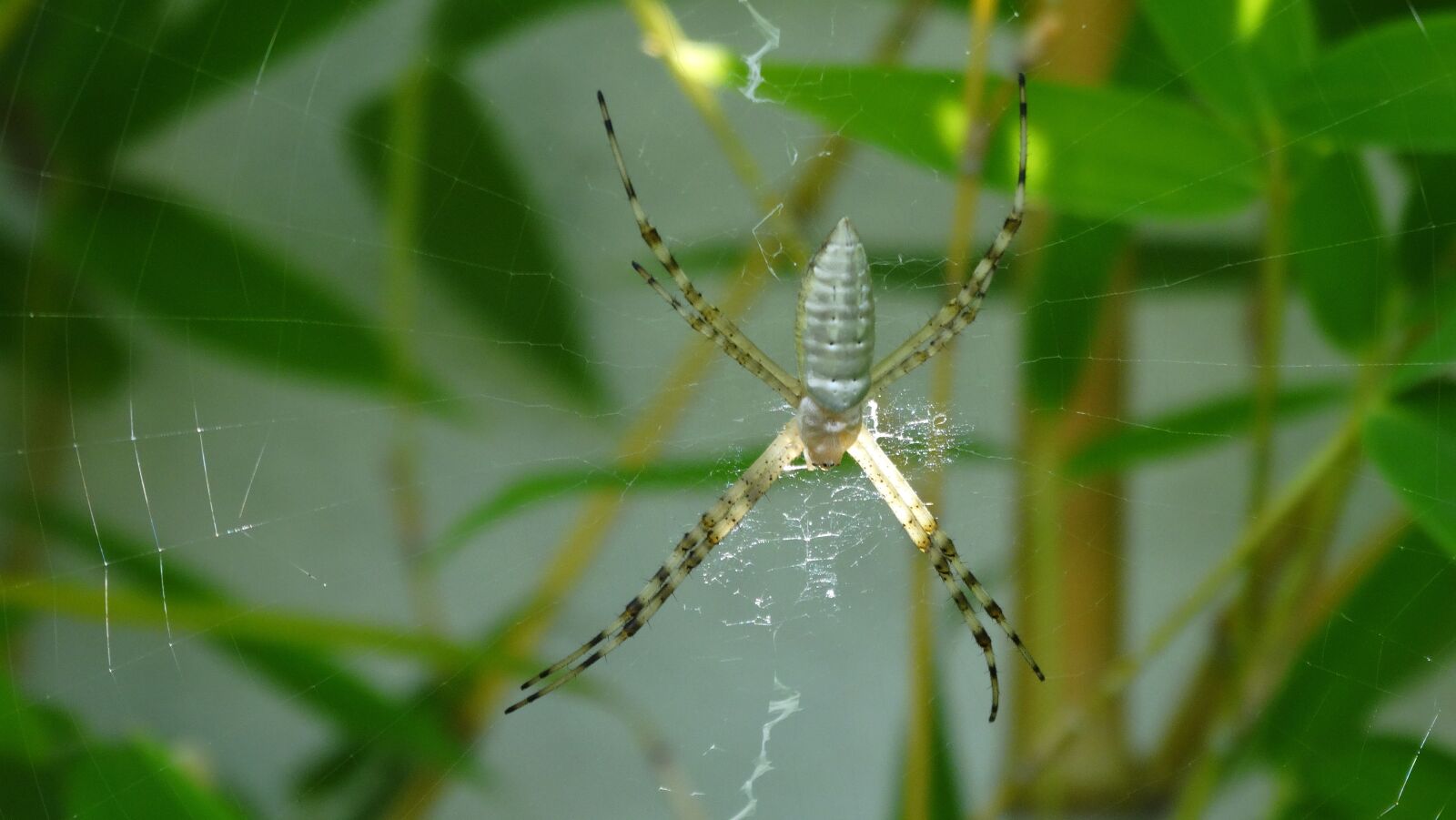 Sony Cyber-shot DSC-HX300 sample photo. Spider, web, nature photography