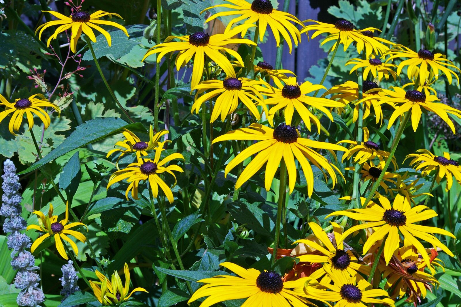 Pentax *ist DL2 sample photo. Coneflower, shrub, yellow coneflower photography