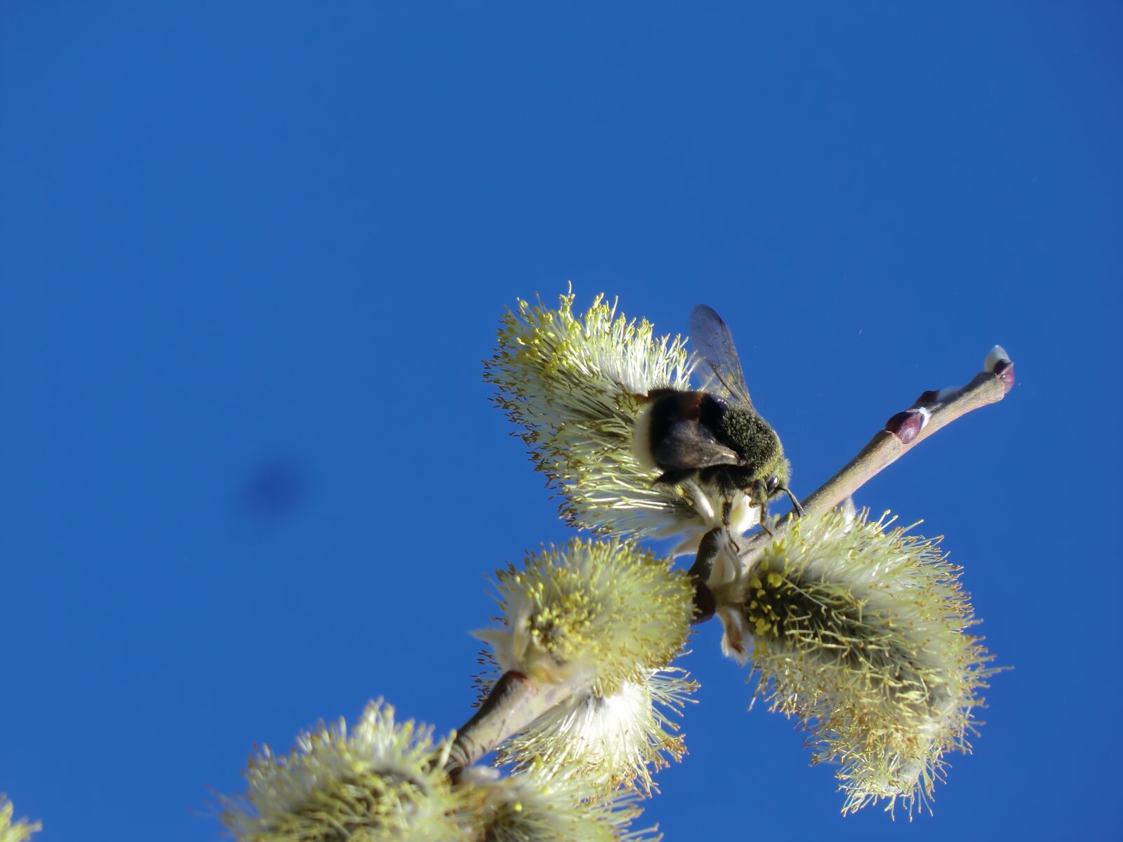 CASIO EX-H5 sample photo. Willow catkin, bee, hummel photography