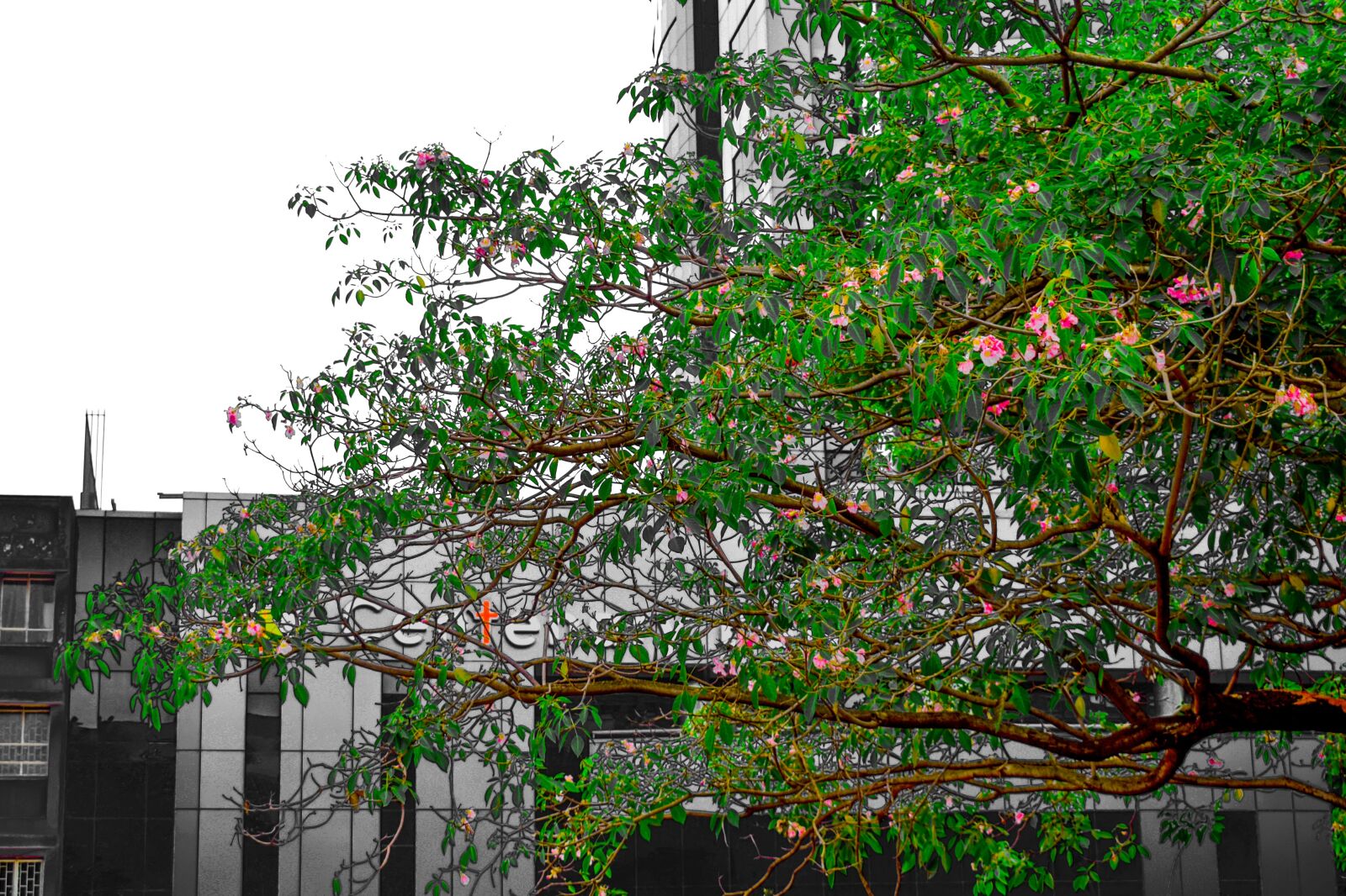 Nikon D5300 sample photo. Tree, garden, nature photography