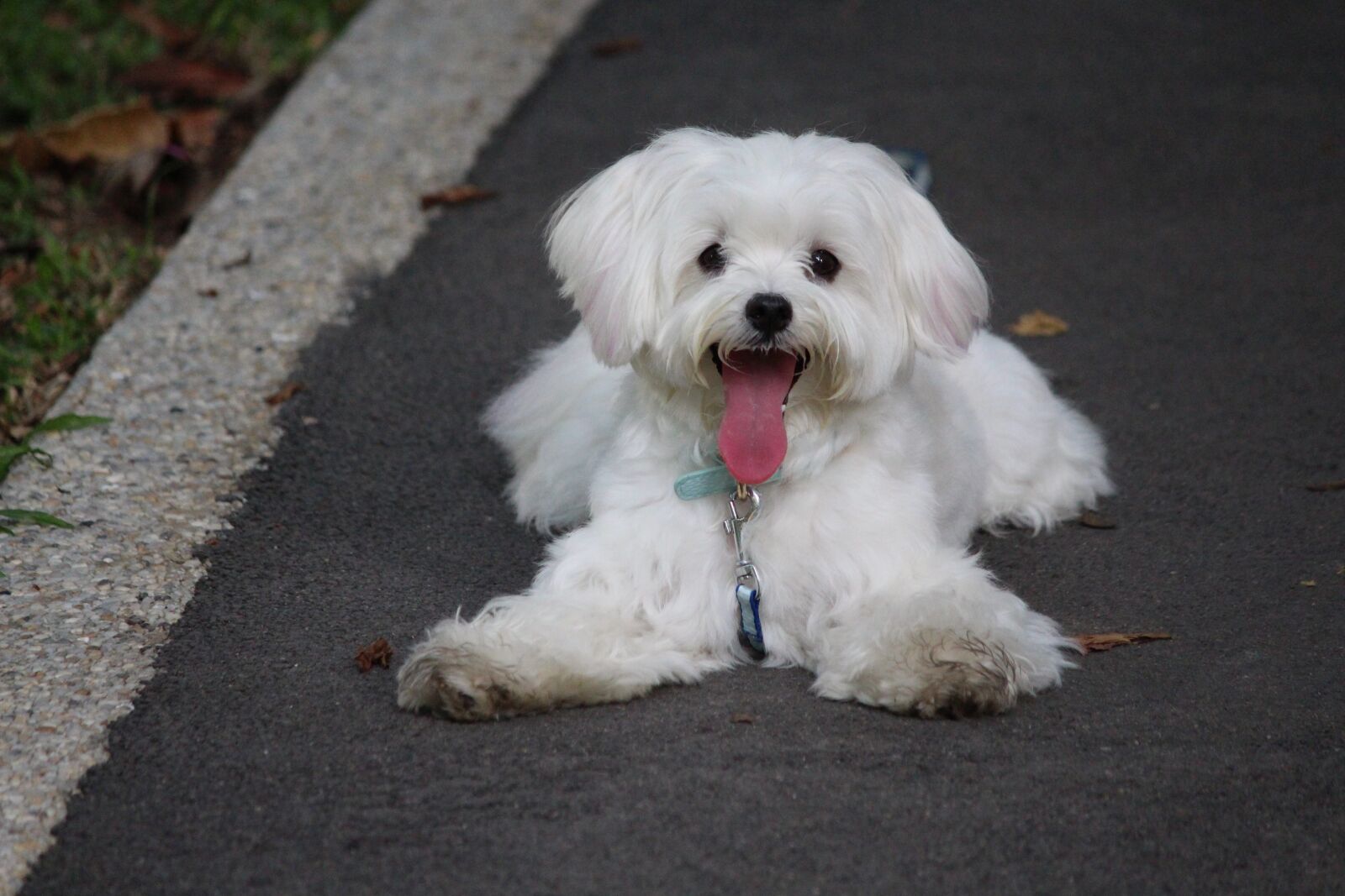Canon EF-S 55-250mm F4-5.6 IS II sample photo. Dog, puppy, maltese photography