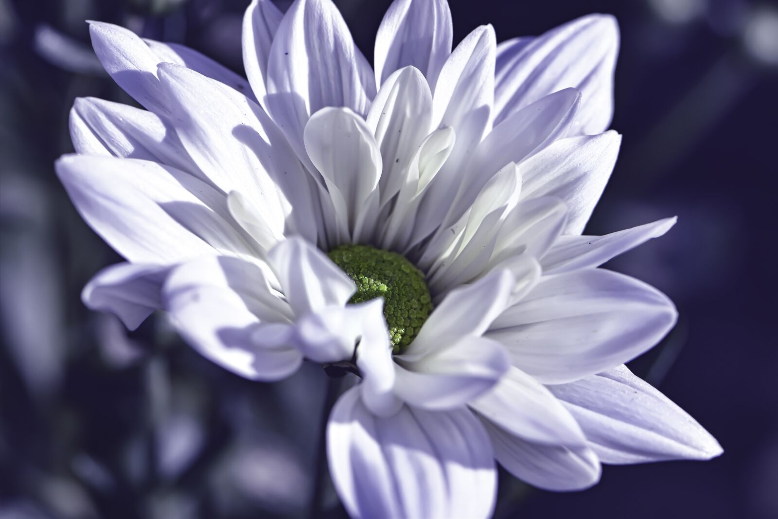 Nikon D5600 sample photo. Flower, white, simple photography