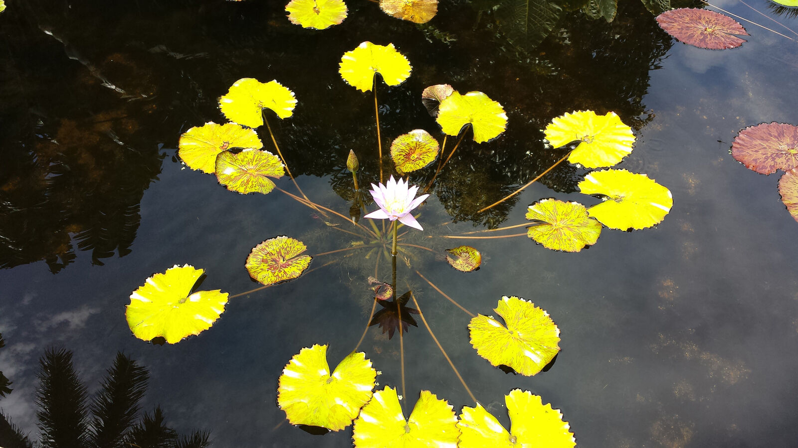 Samsung Galaxy S4 sample photo