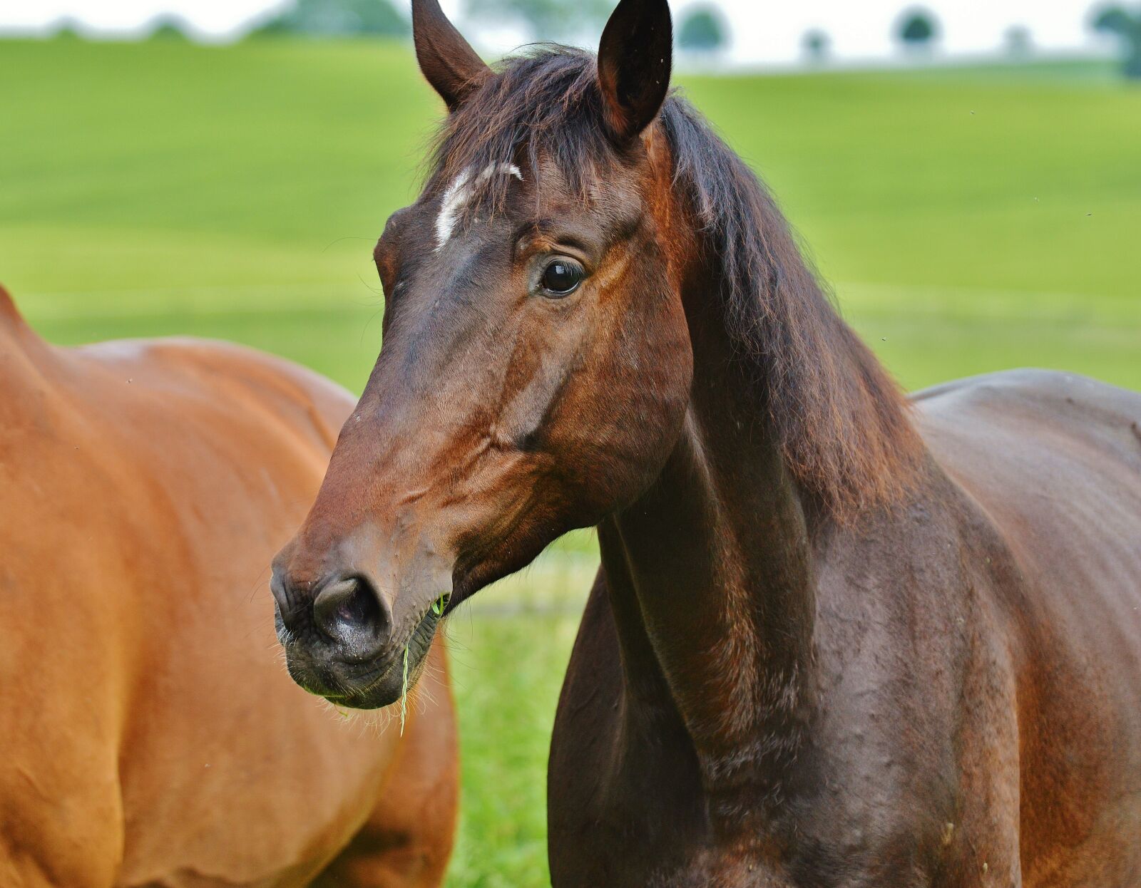 Nikon D3200 sample photo. Horses, for two, coupling photography