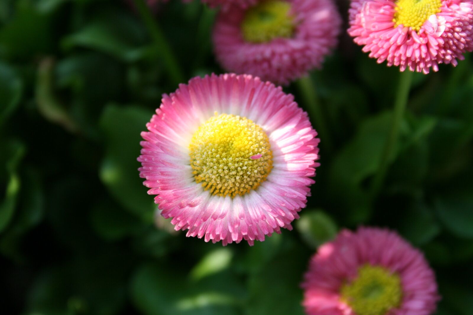 Canon EOS 400D (EOS Digital Rebel XTi / EOS Kiss Digital X) sample photo. Flower, close up, macro photography