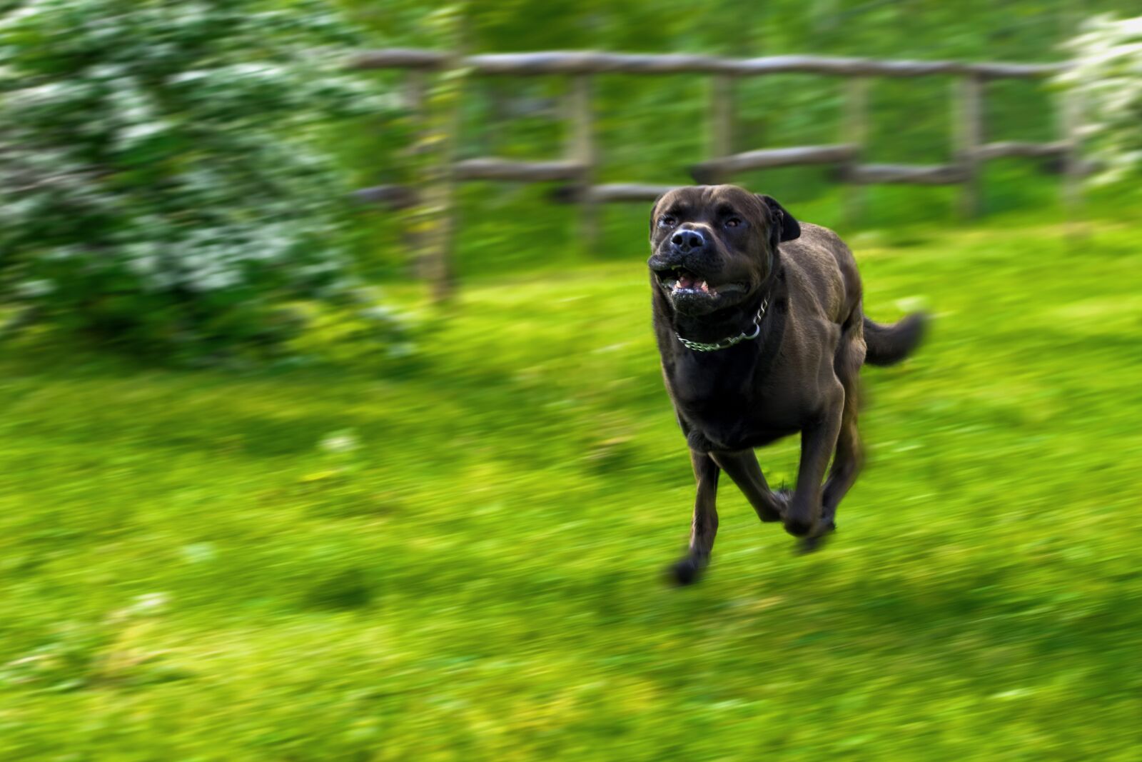 Nikon D7200 sample photo. Dog, friend, friendship photography