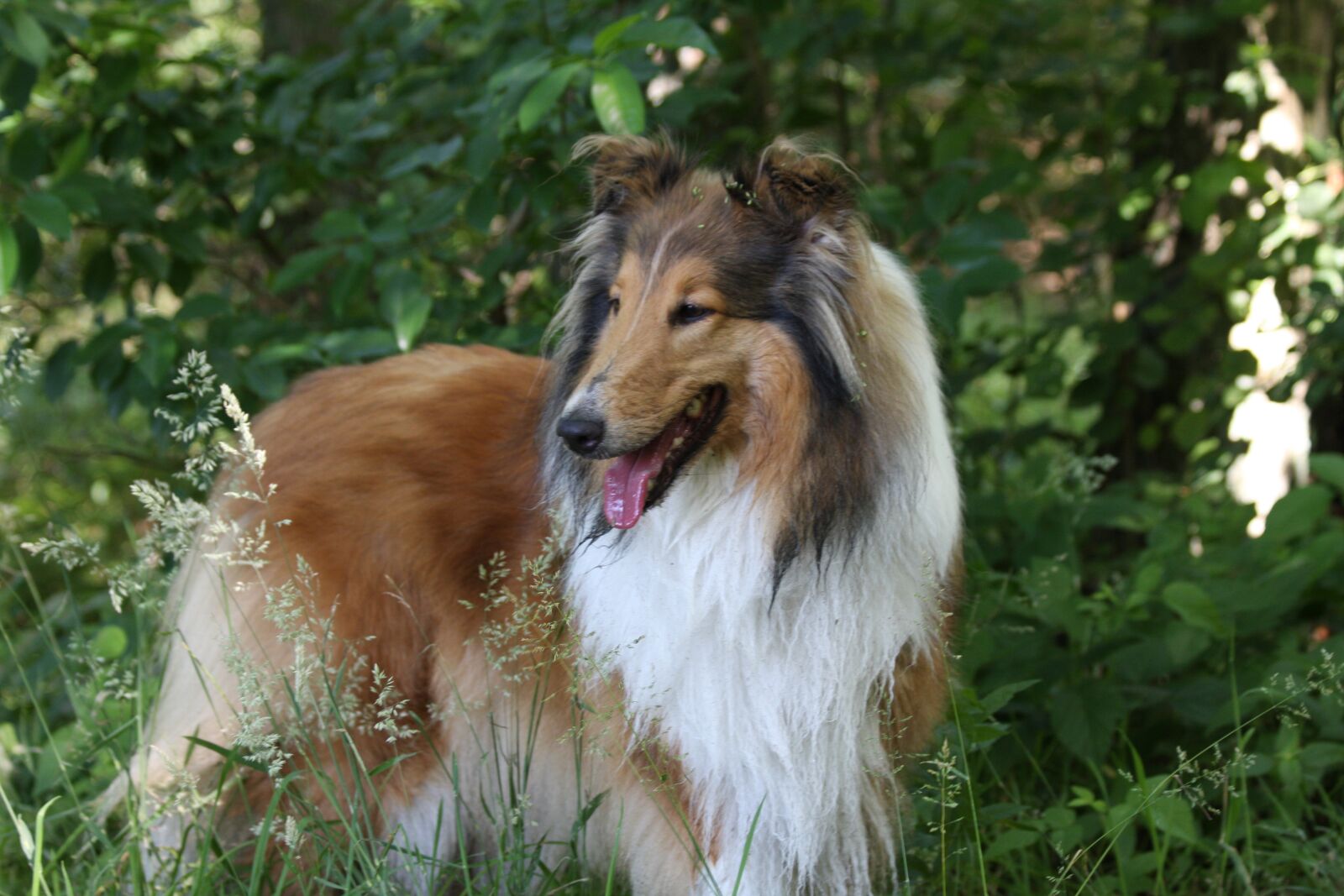 Canon EOS 40D sample photo. Dog, shepherd dog, animals photography