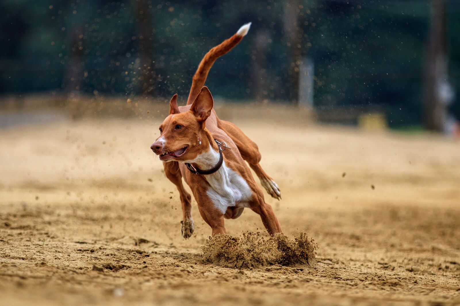 Canon EOS 80D sample photo. Dog, dog racing, animal photography