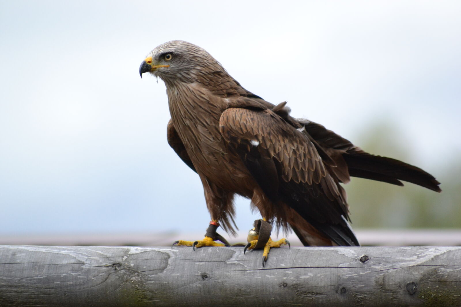 Nikon D3100 sample photo. Animal, park, birds, of photography