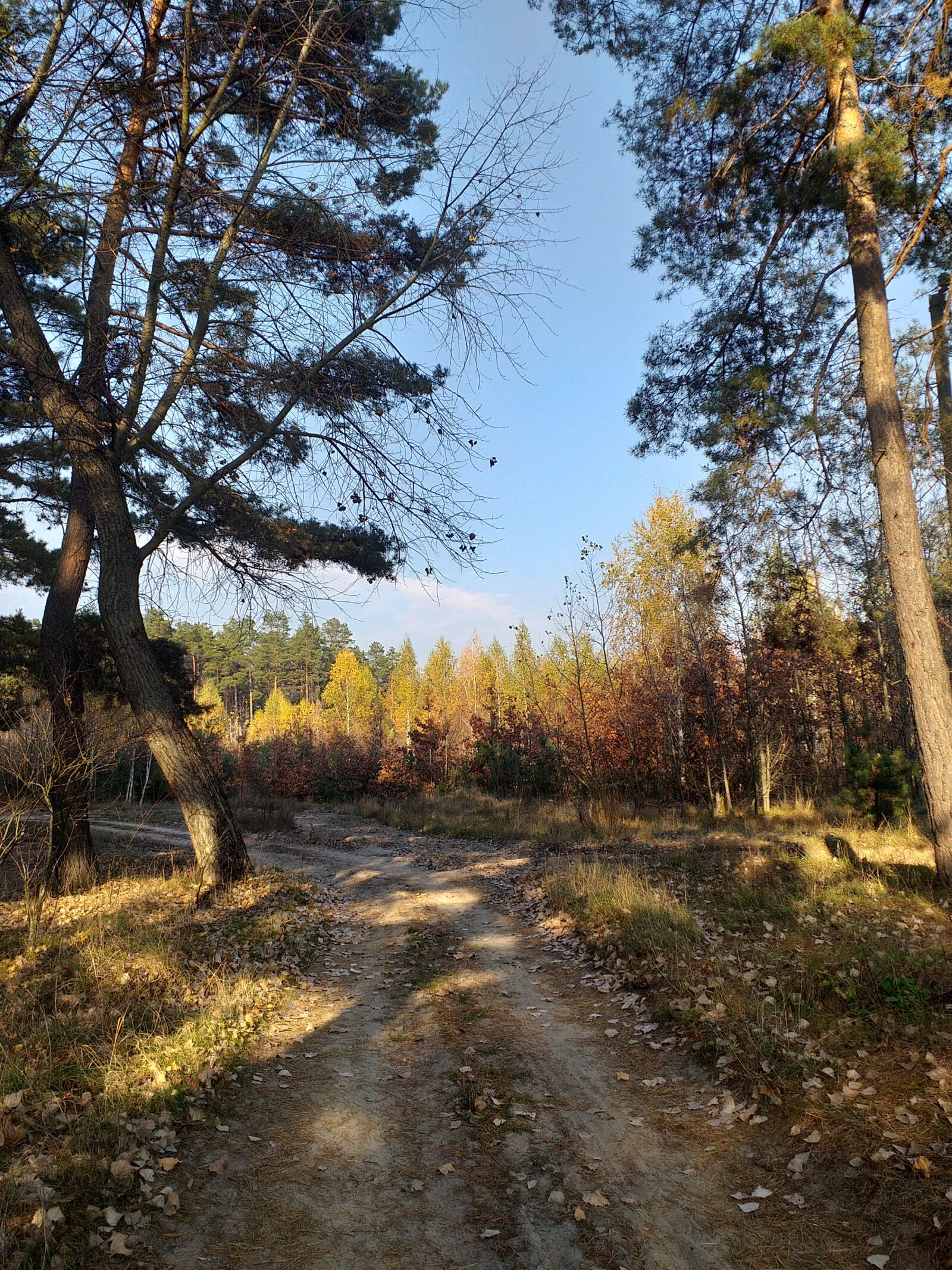 Samsung Galaxy J6+ sample photo. Nature, autumn, forest photography