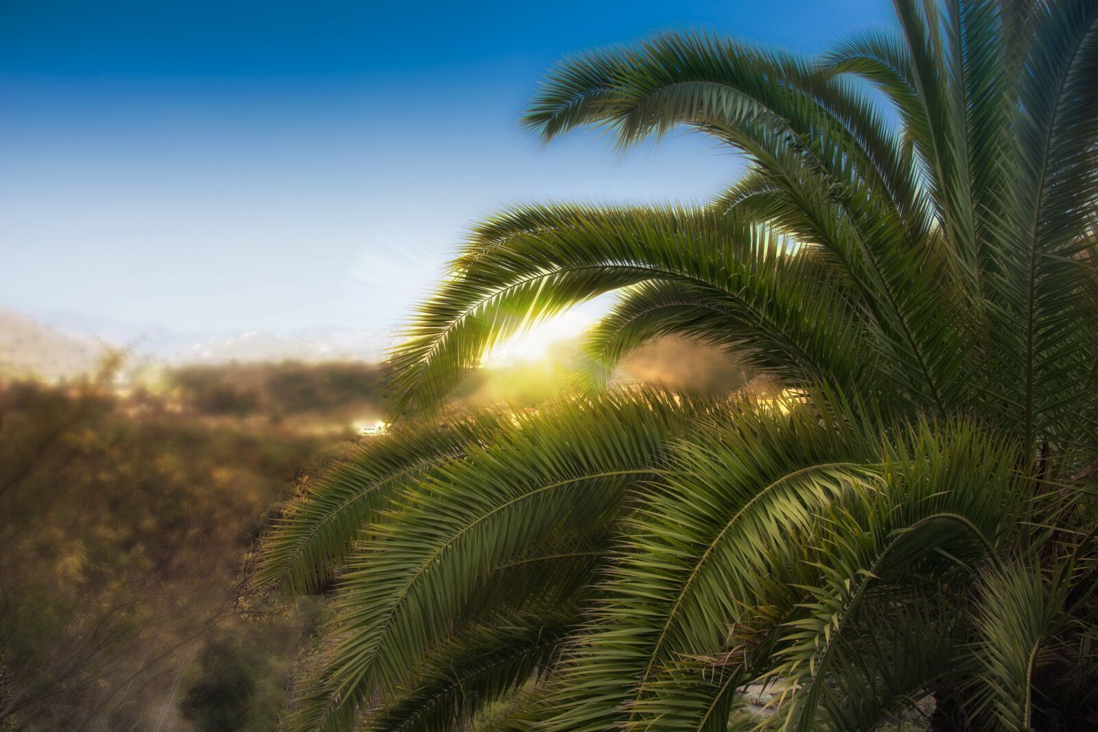 Nikon D7100 sample photo. Palma, las palmas, tree photography