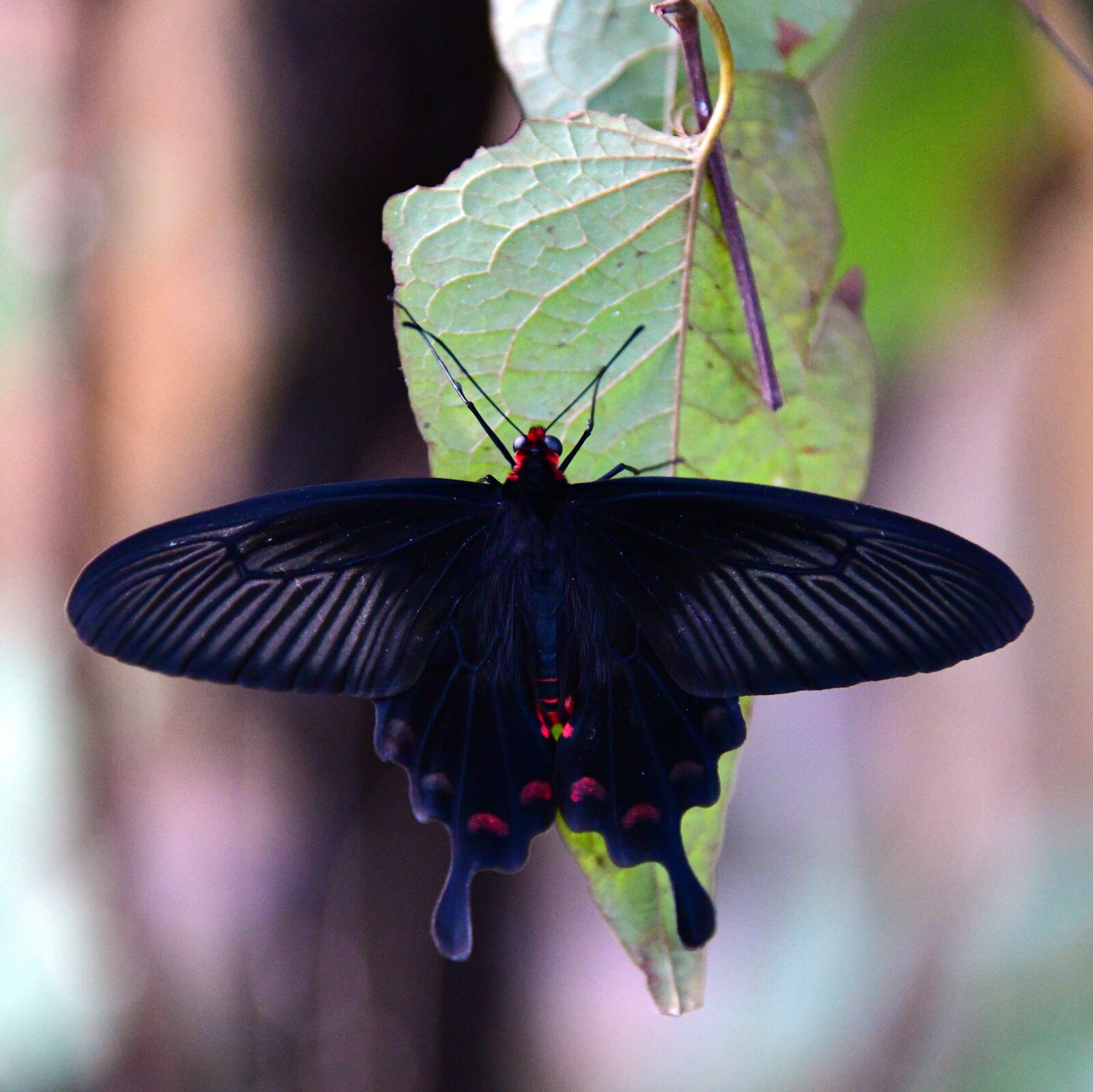 Nikon D850 sample photo. Butterfly, black, insect photography