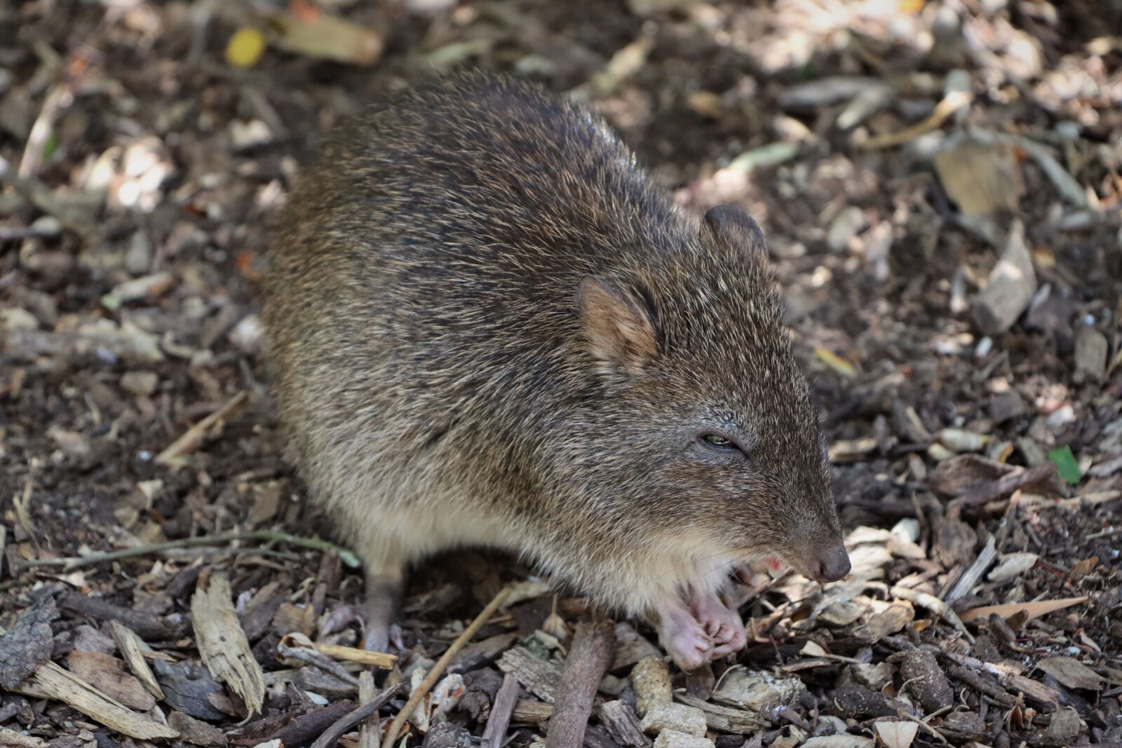 Canon EF-S 18-135mm F3.5-5.6 IS USM sample photo. Australian, bandicoot, marsupial photography