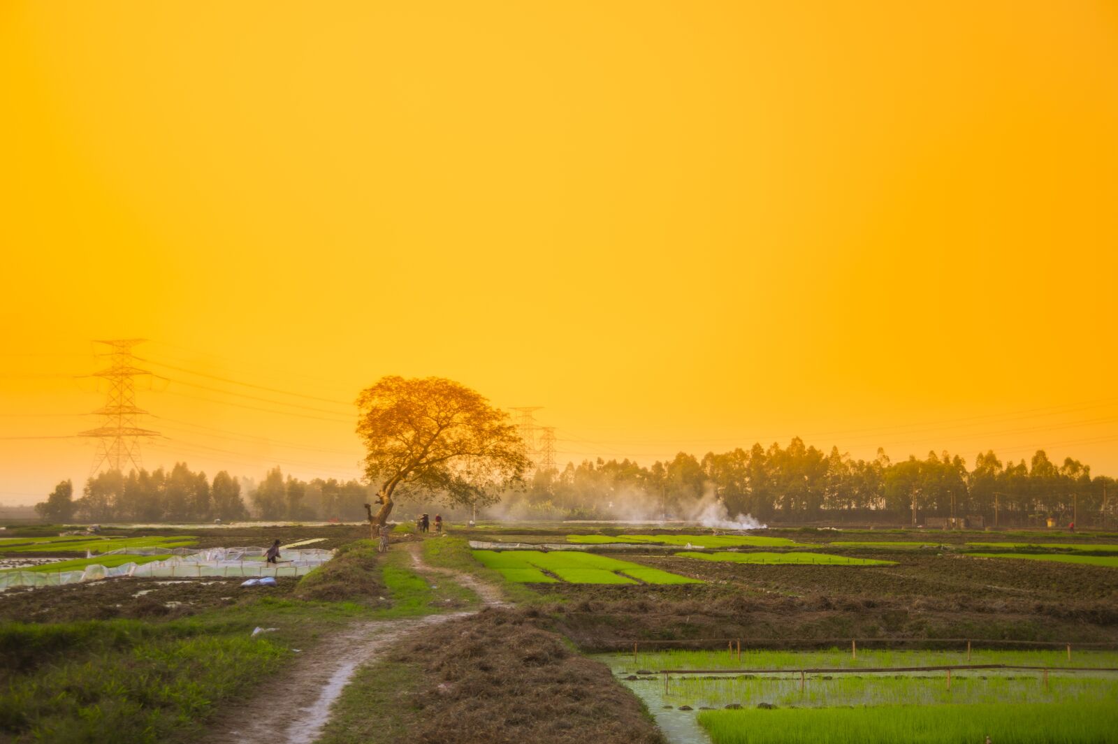 Nikon D700 sample photo. Green, sunset, nature photography
