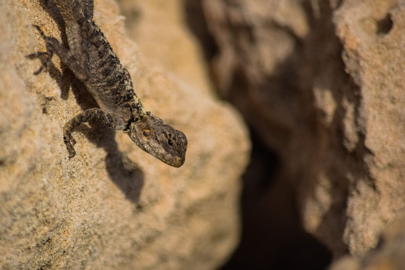 Nikon D3300 sample photo. Nature, lizard, reptile photography