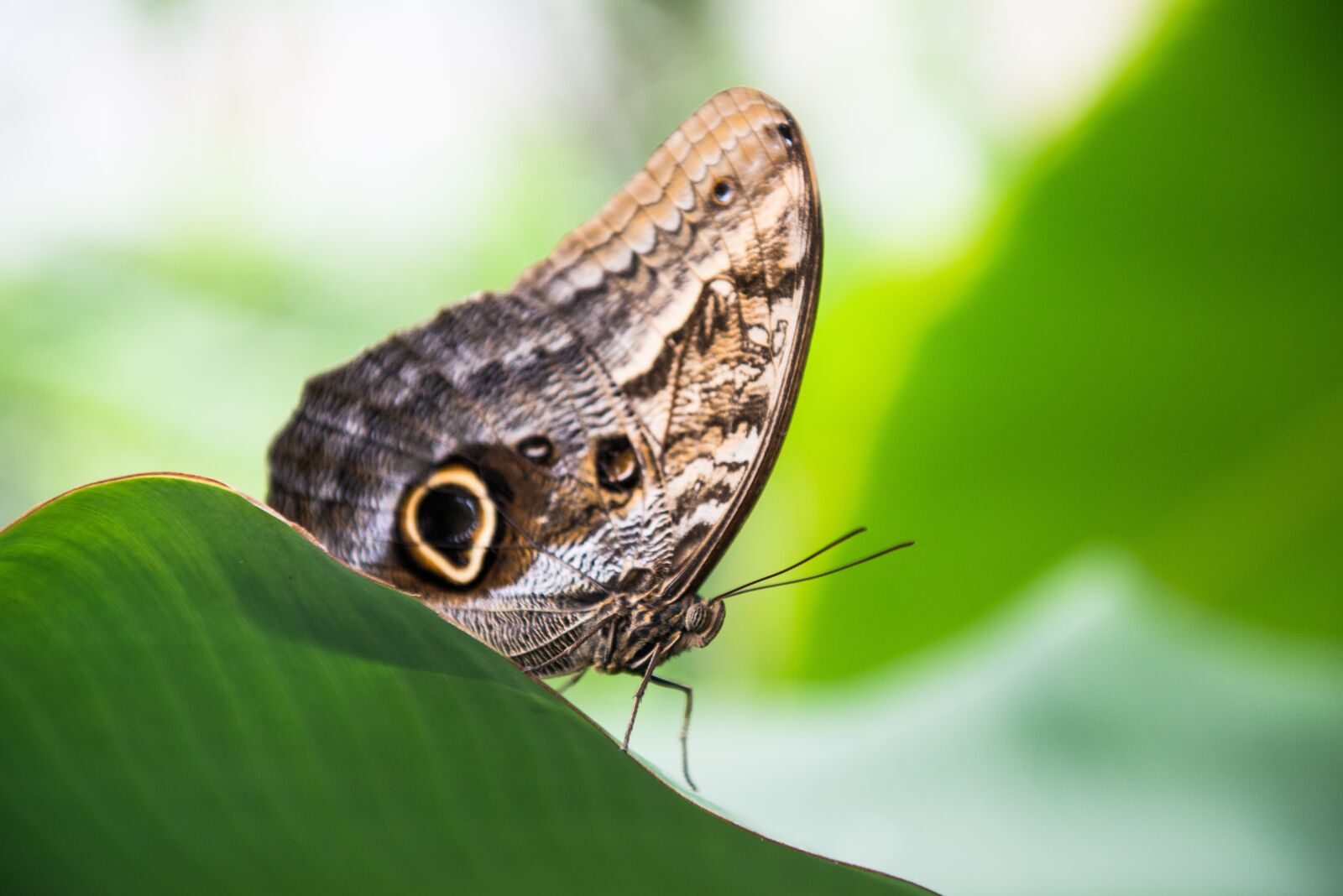 Nikon D800 sample photo. Butterfly, leaf, insect photography