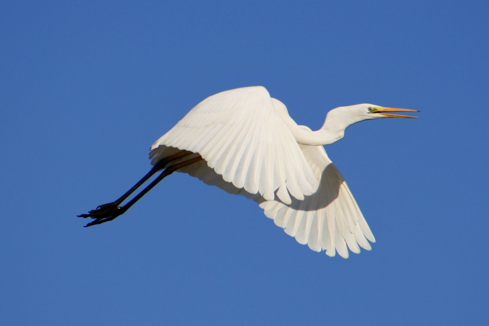 VR 70-300mm f/4.5-6.3G sample photo. Animal, sky, bird photography