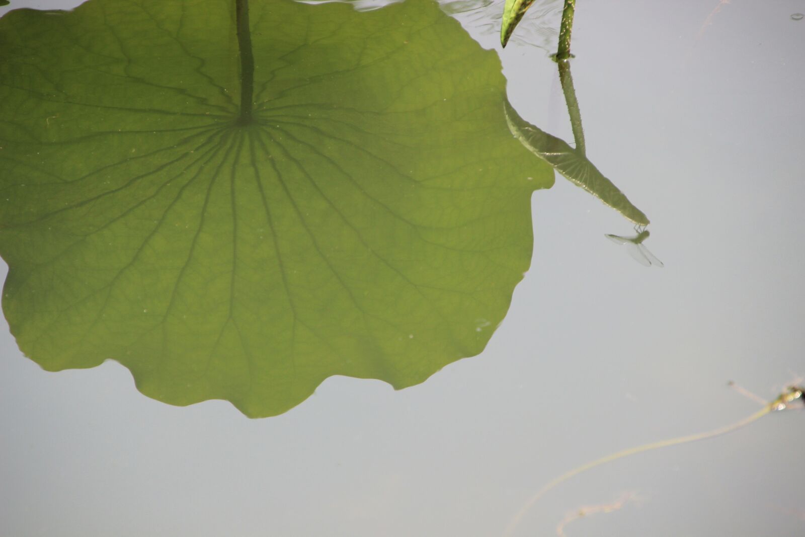 Canon EOS 600D (Rebel EOS T3i / EOS Kiss X5) sample photo. "Nature, plant, pond" photography