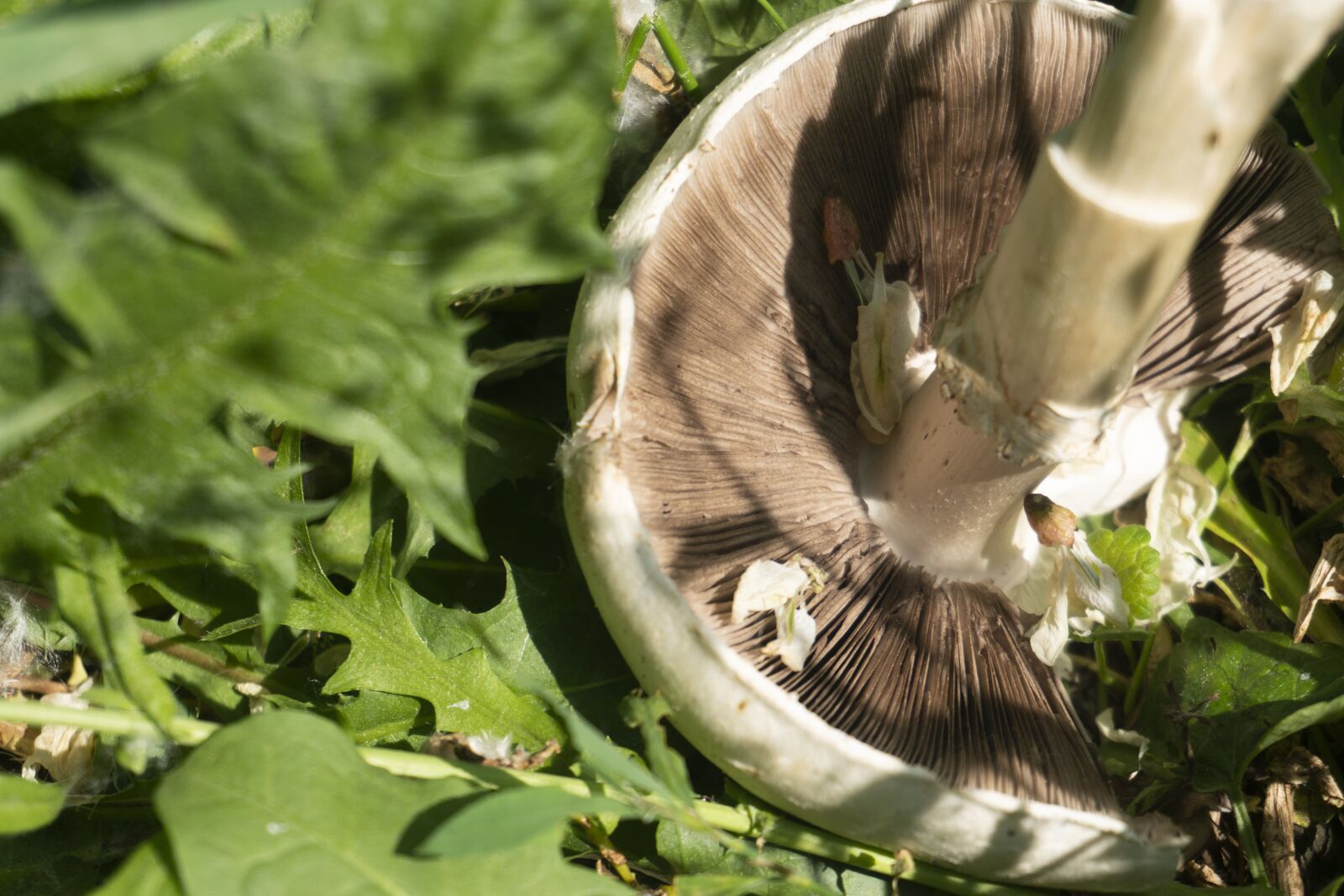 Sony a6300 sample photo. Mushroom, macro, nature photography