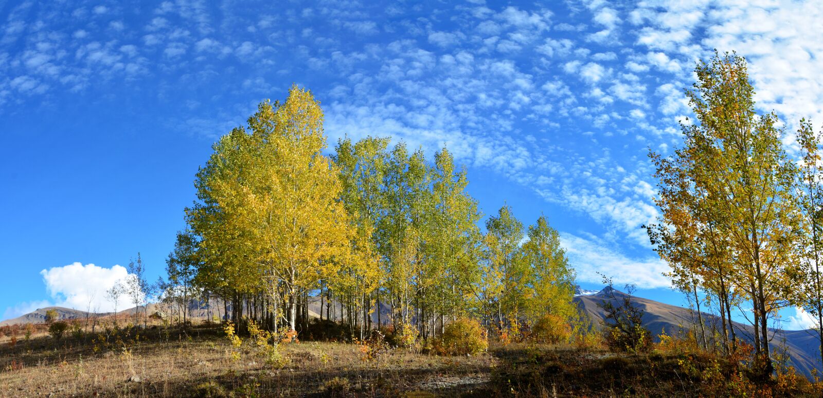 Nikon D7100 sample photo. Autumn, season, nature photography