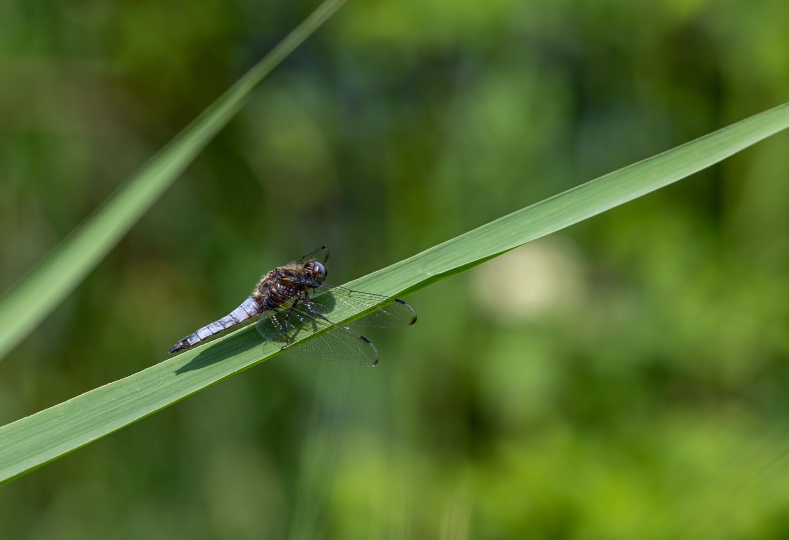 Canon EOS 6D Mark II sample photo. Dragonfly, lake, nature photography