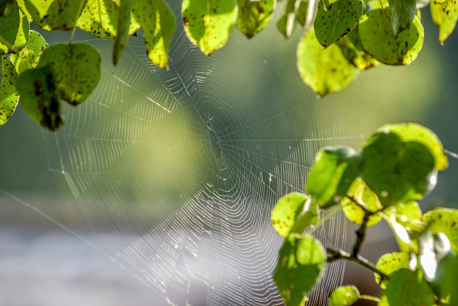 Nikon D60 sample photo. Cobweb, backlight, backlighting photography